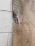 MSU Shadows Unknown Species Slab Wood #21