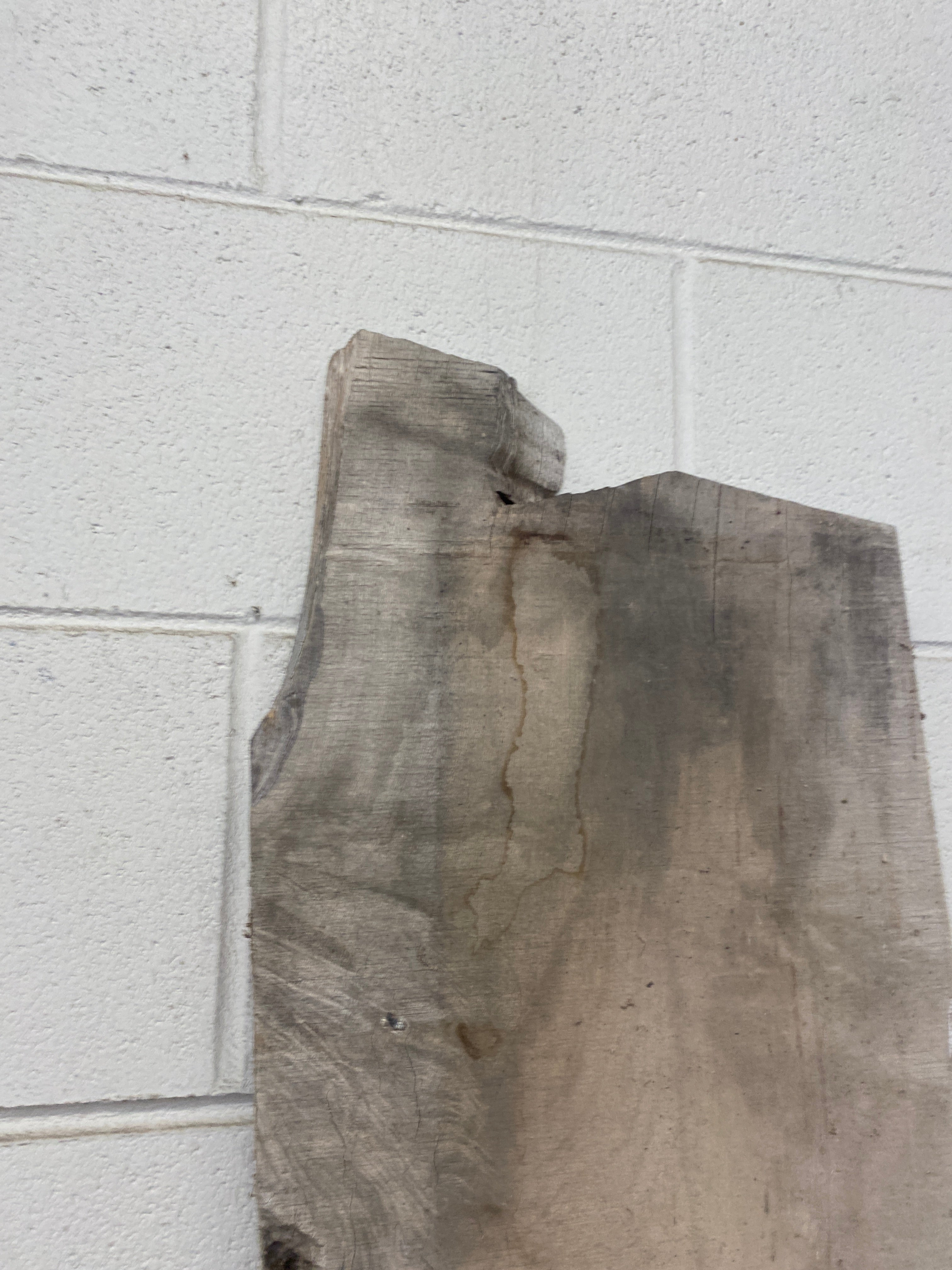 MSU Shadows Unknown Species Slab Wood #21