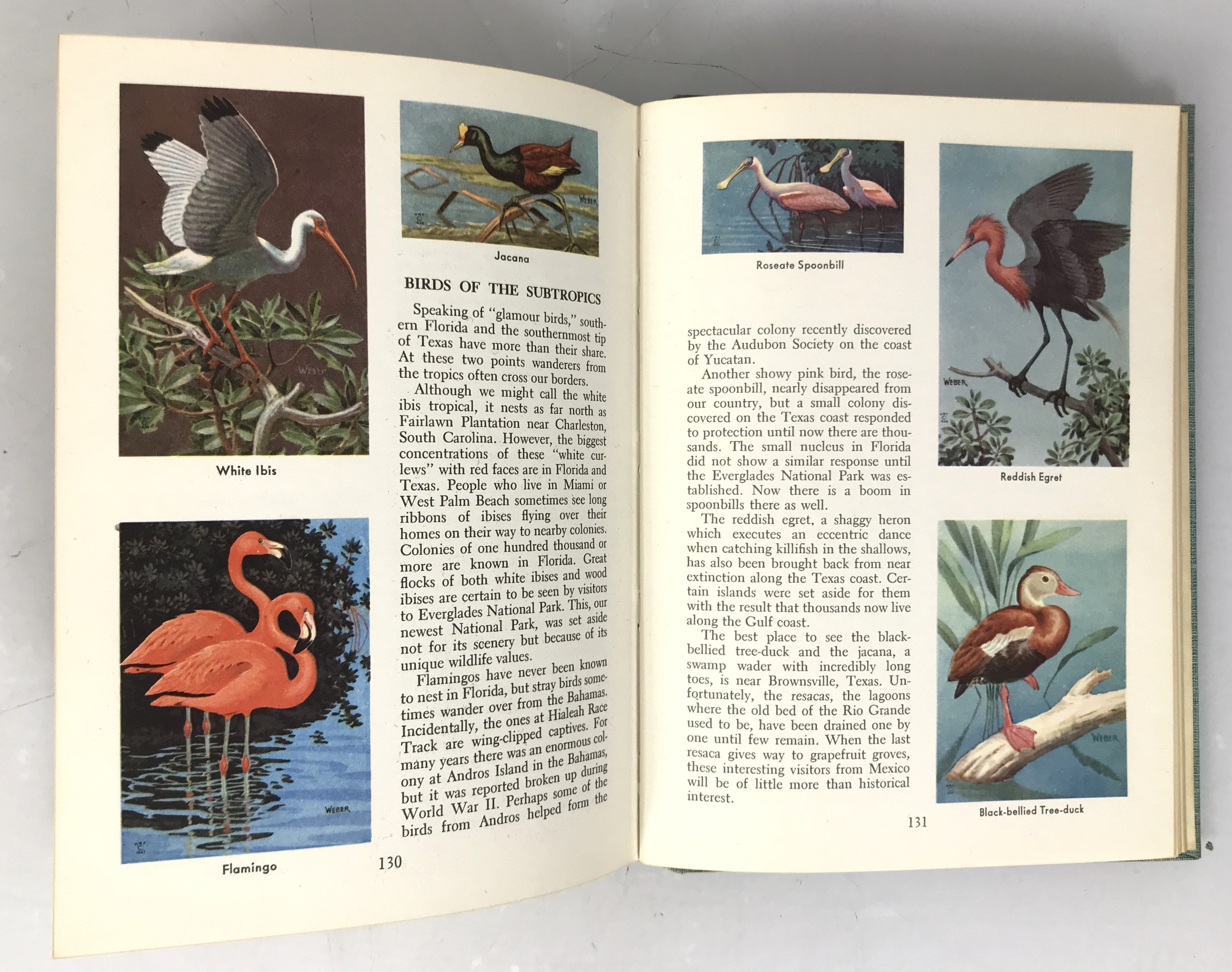 Wildlife in Color by Roger Tory Peterson 1951 HC DJ