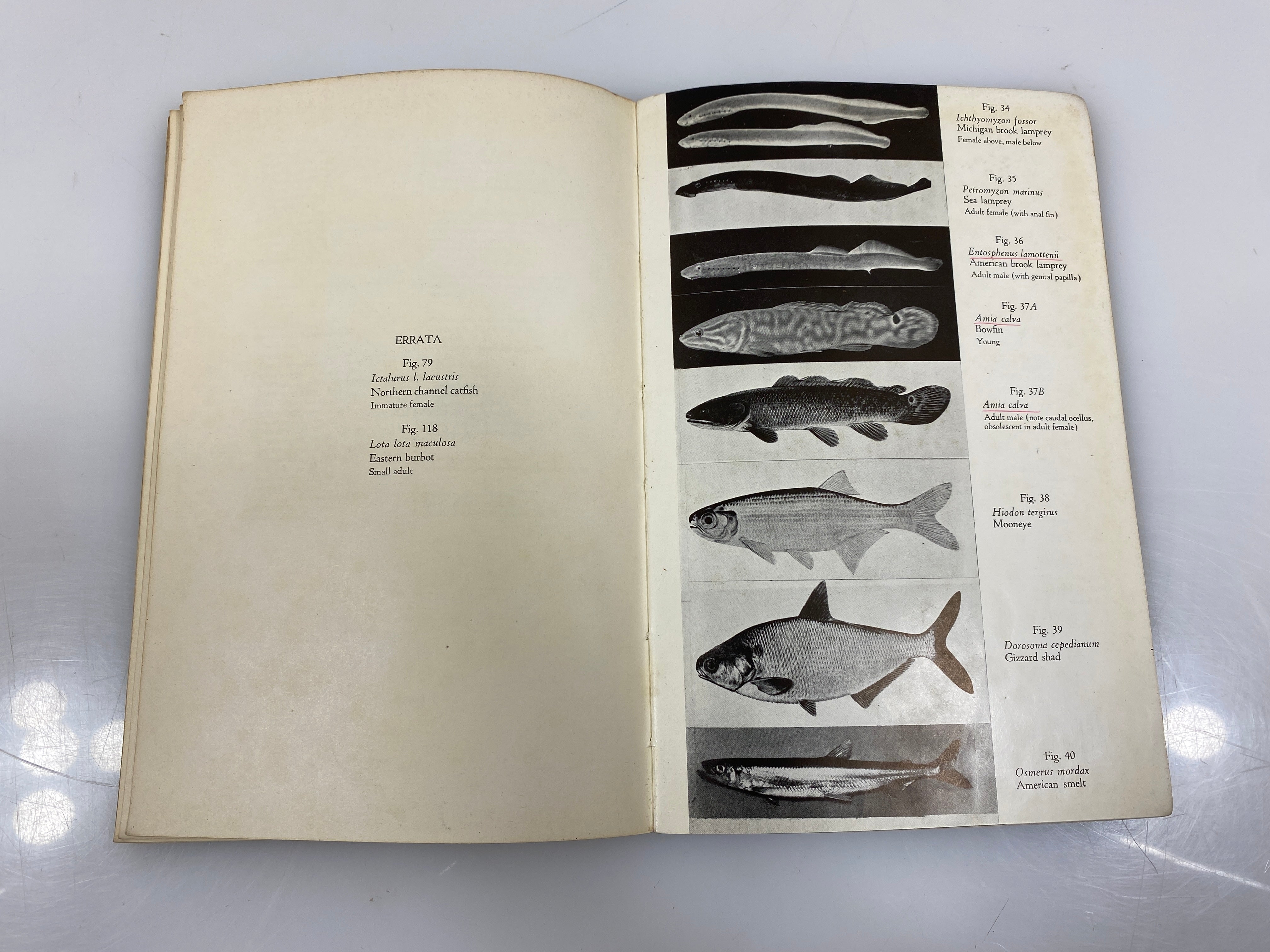 Guide to the Fishes of the Great Lakes and Tributary Waters Hubbs/Lagler 1941 SC