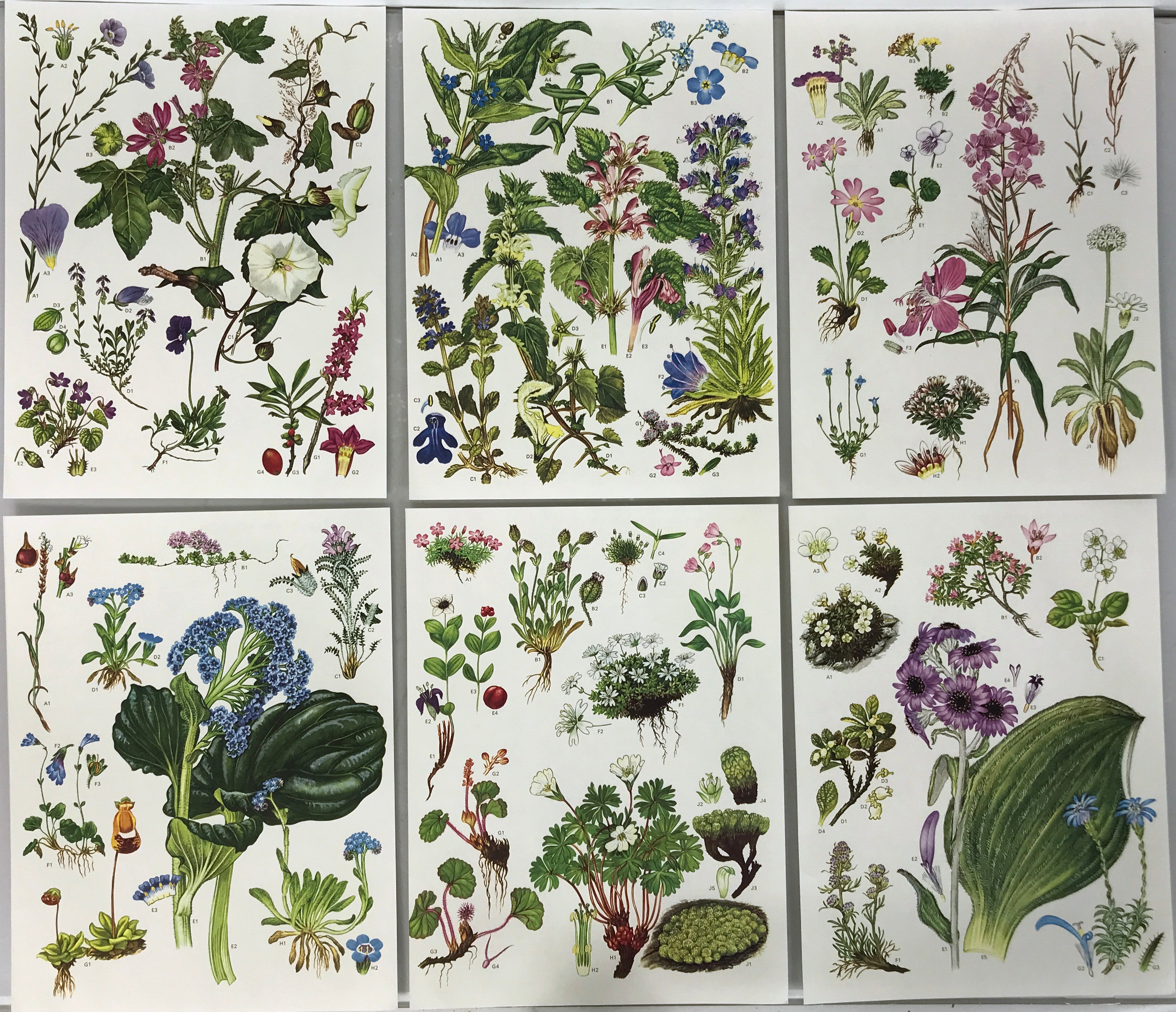 Set of 24 Botanical Prints (A)