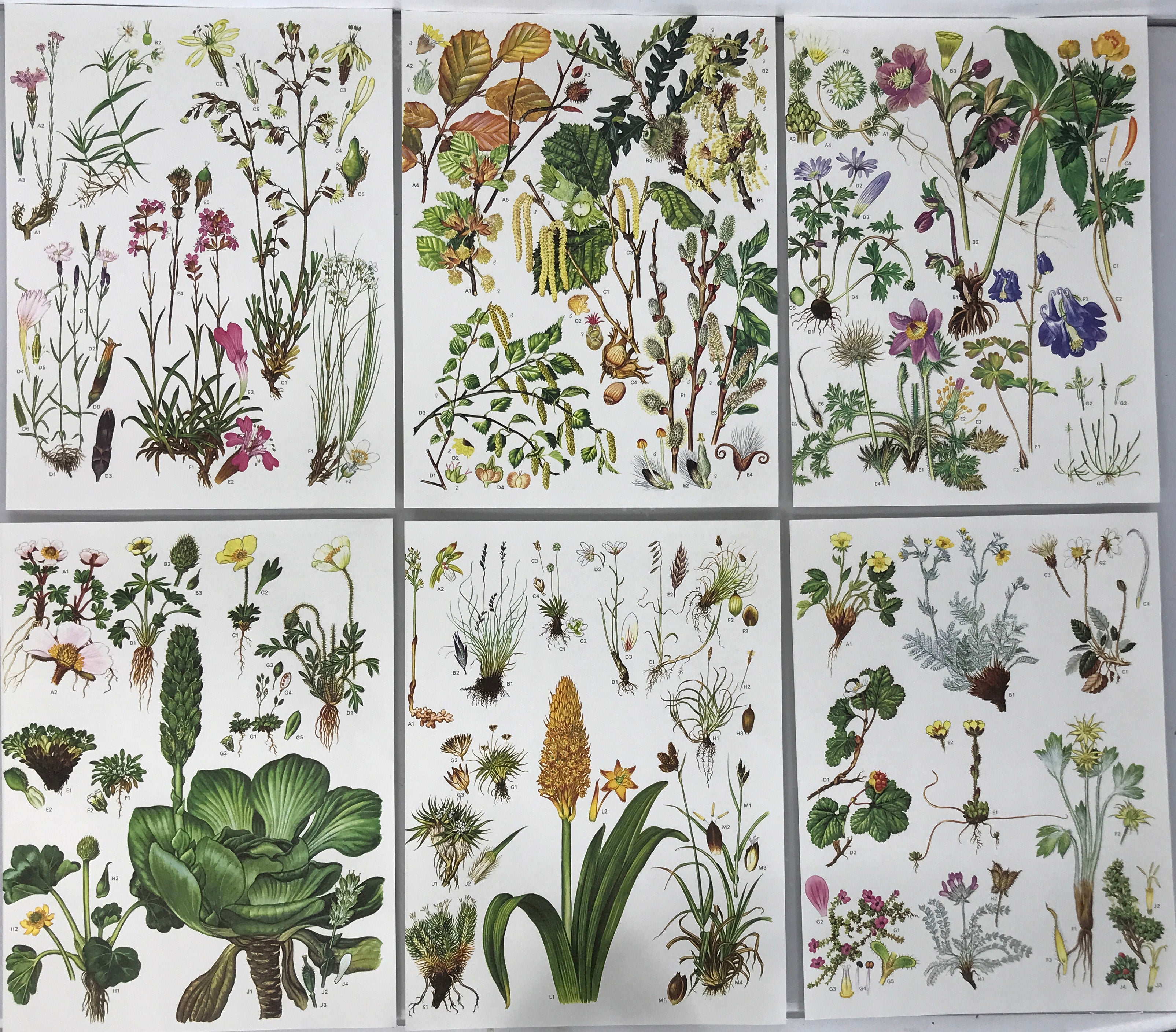 Set of 24 Botanical Prints (A)