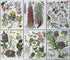 Set of 24 Botanical Prints (B)
