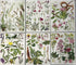 Set of 24 Botanical Prints (B)
