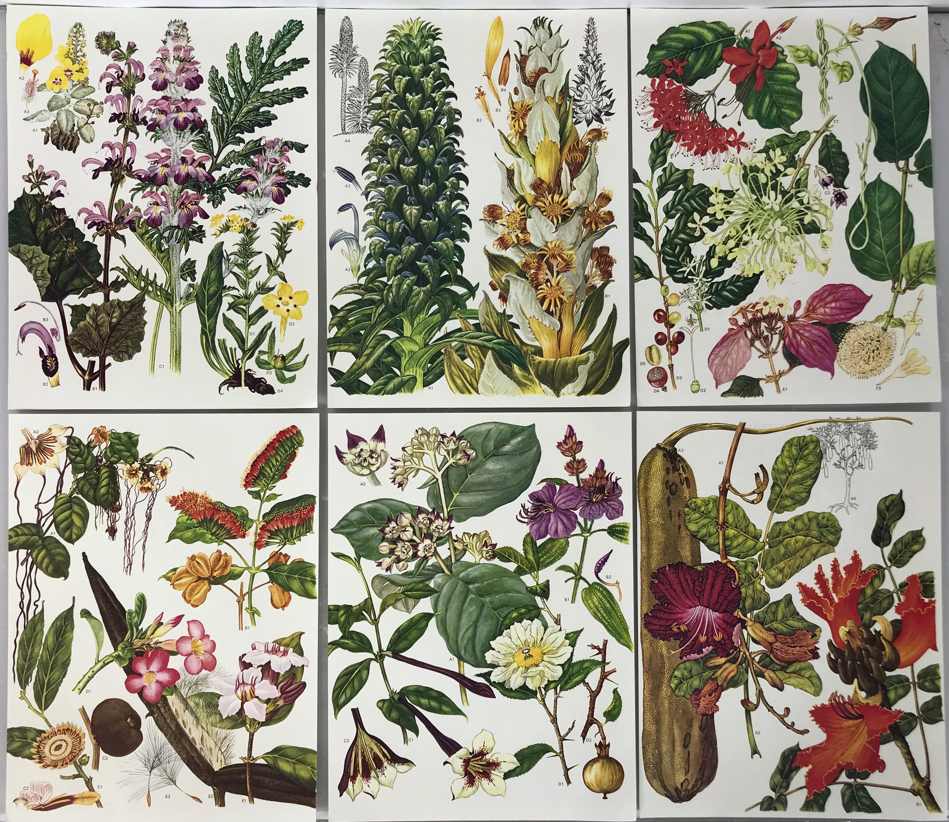 Set of 24 Botanical Prints (C)