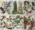 Set of 24 Botanical Prints (C)