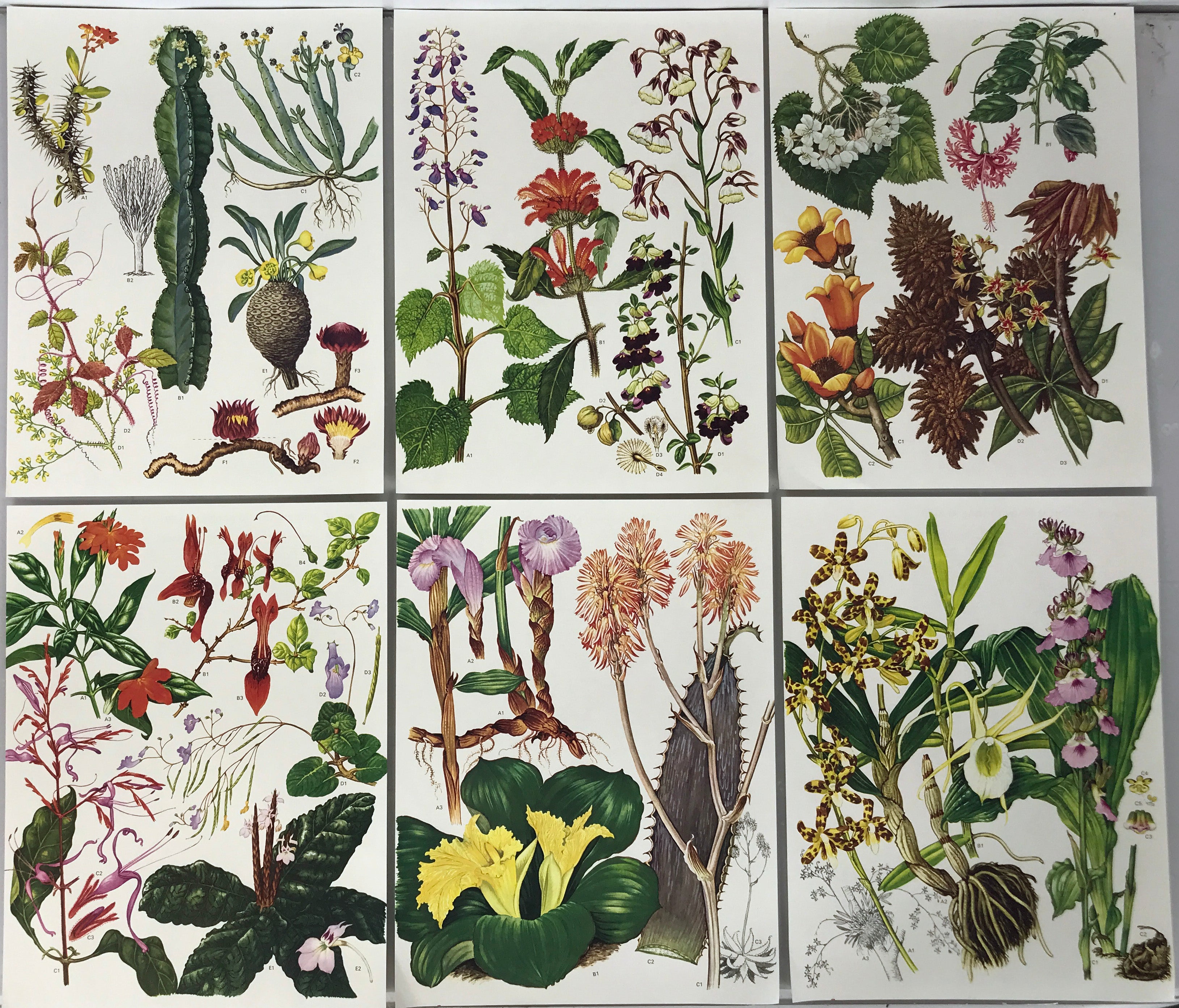 Set of 24 Botanical Prints (C)
