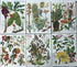 Set of 24 Botanical Prints (C)