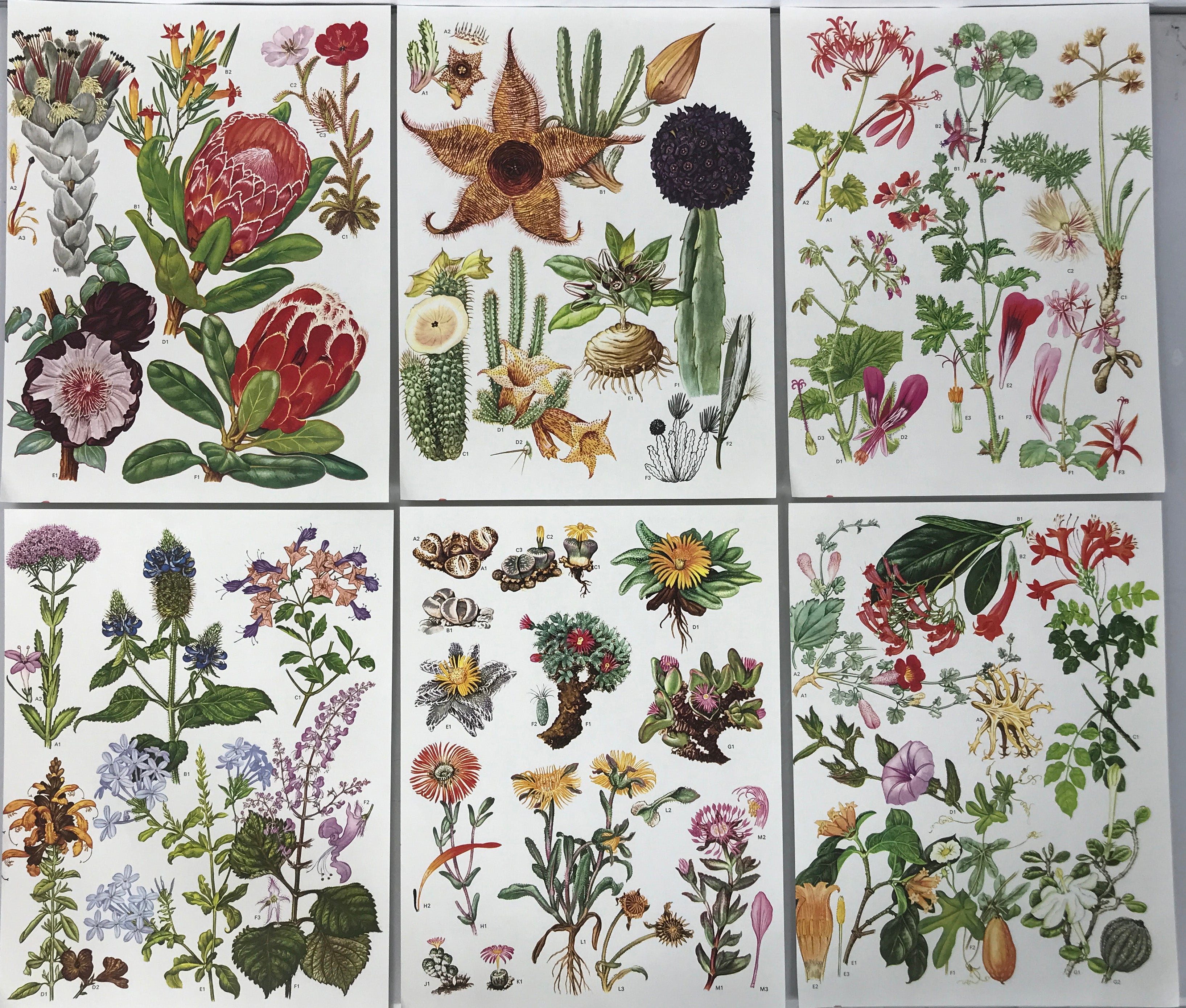 Set of 24 Botanical Prints (D)