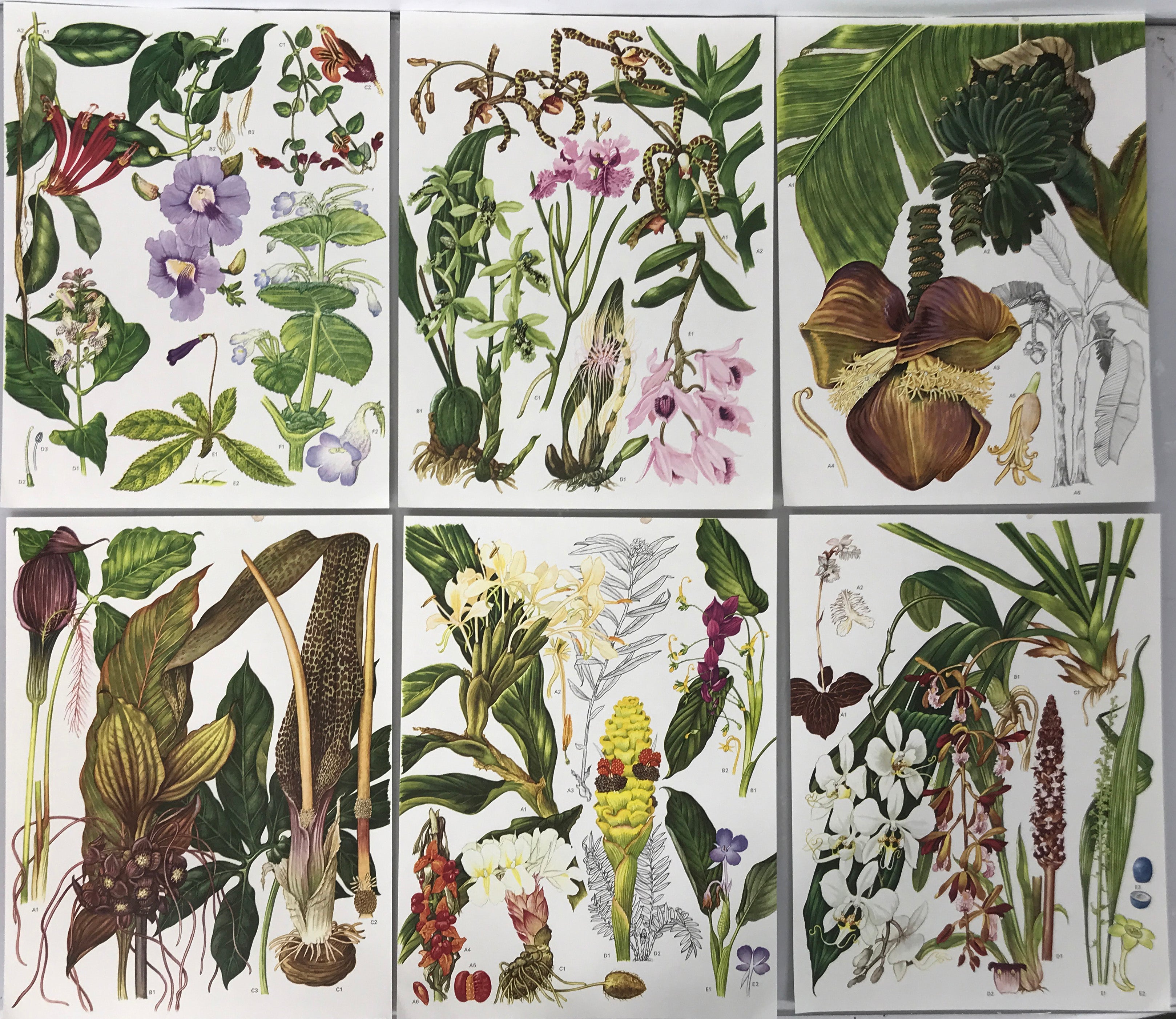 Set of 24 Botanical Prints (F)