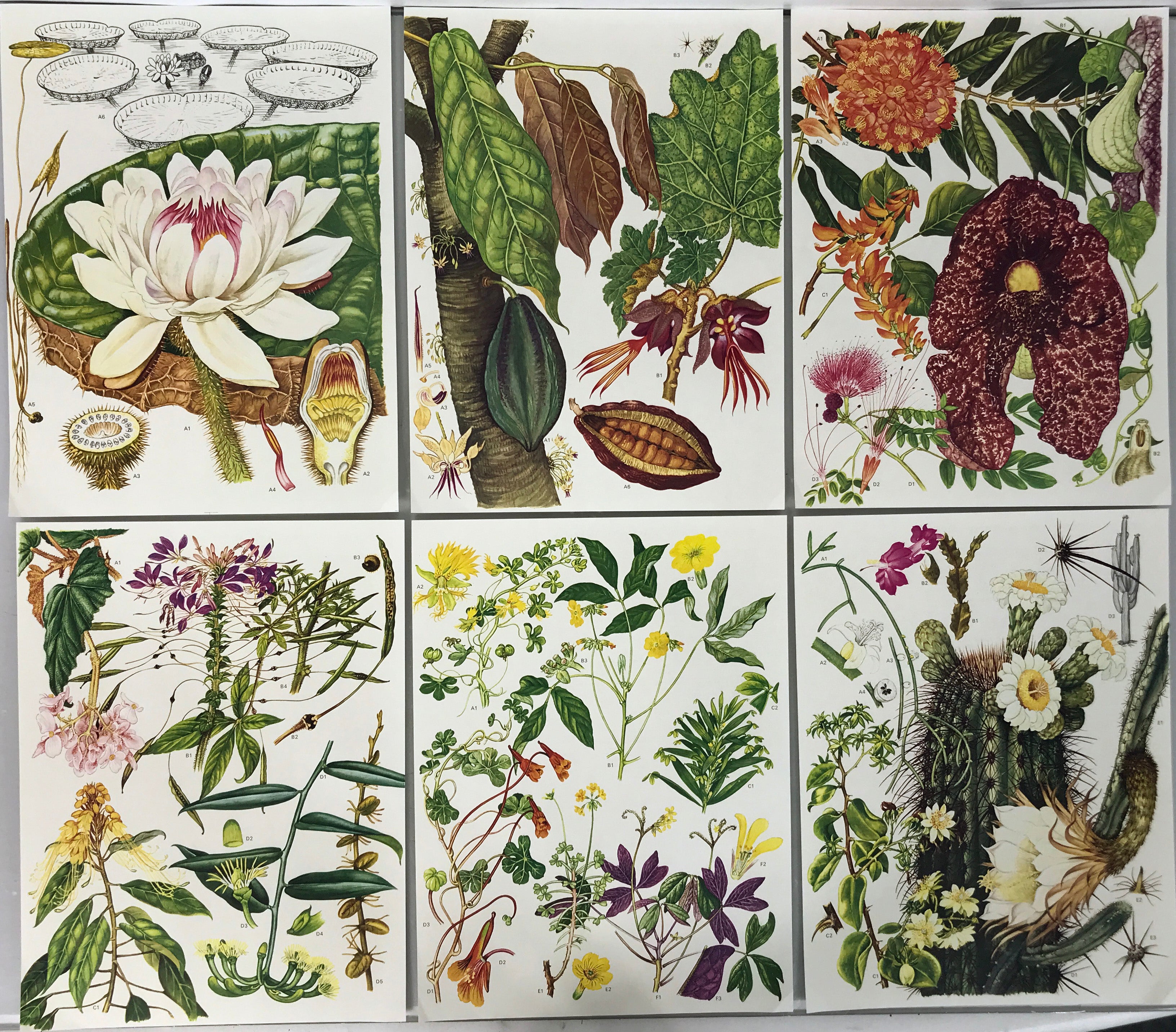 Set of 24 Botanical Prints (H)