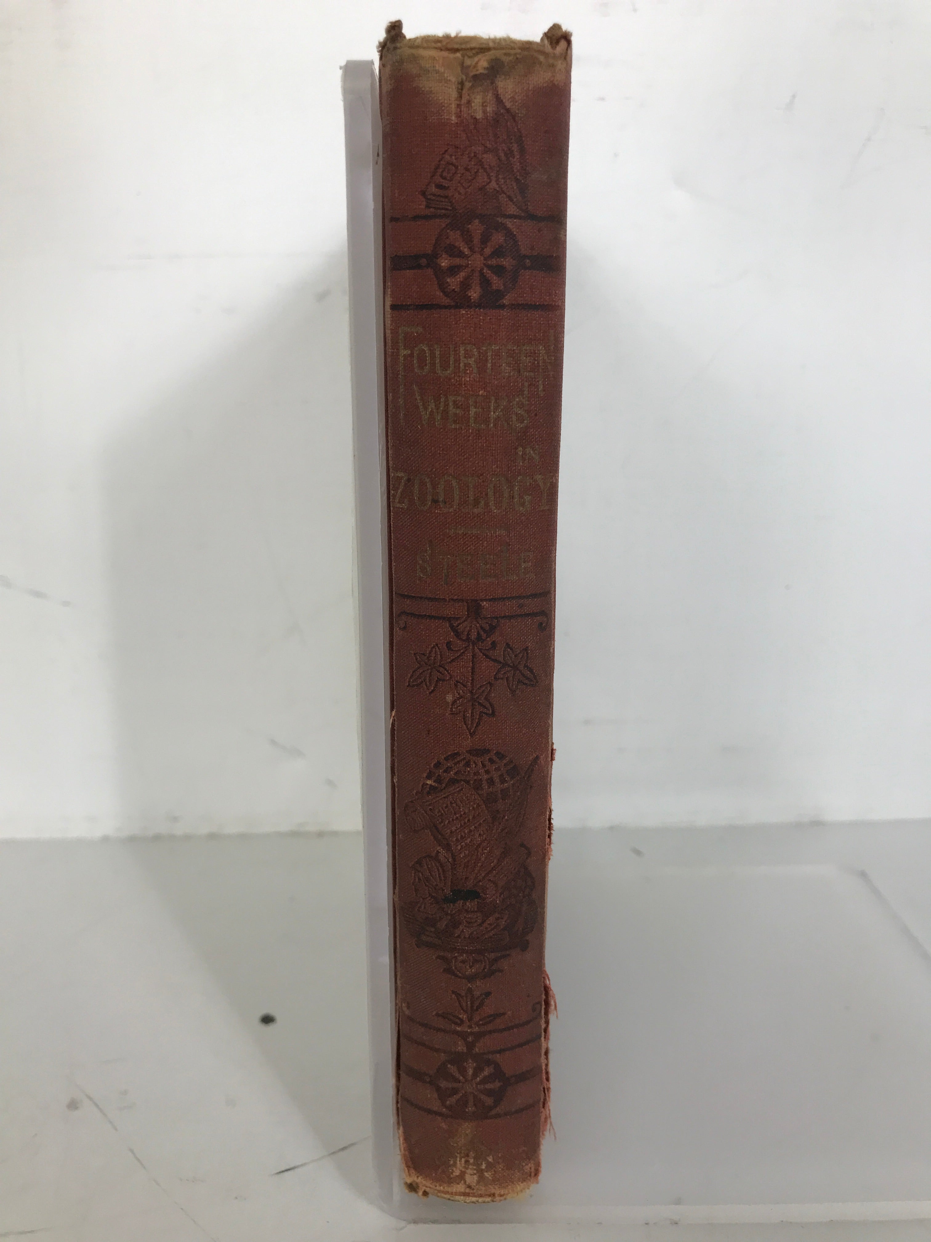 Fourteen Weeks in Zoology by Steele 1876 1st Ed Antique HC