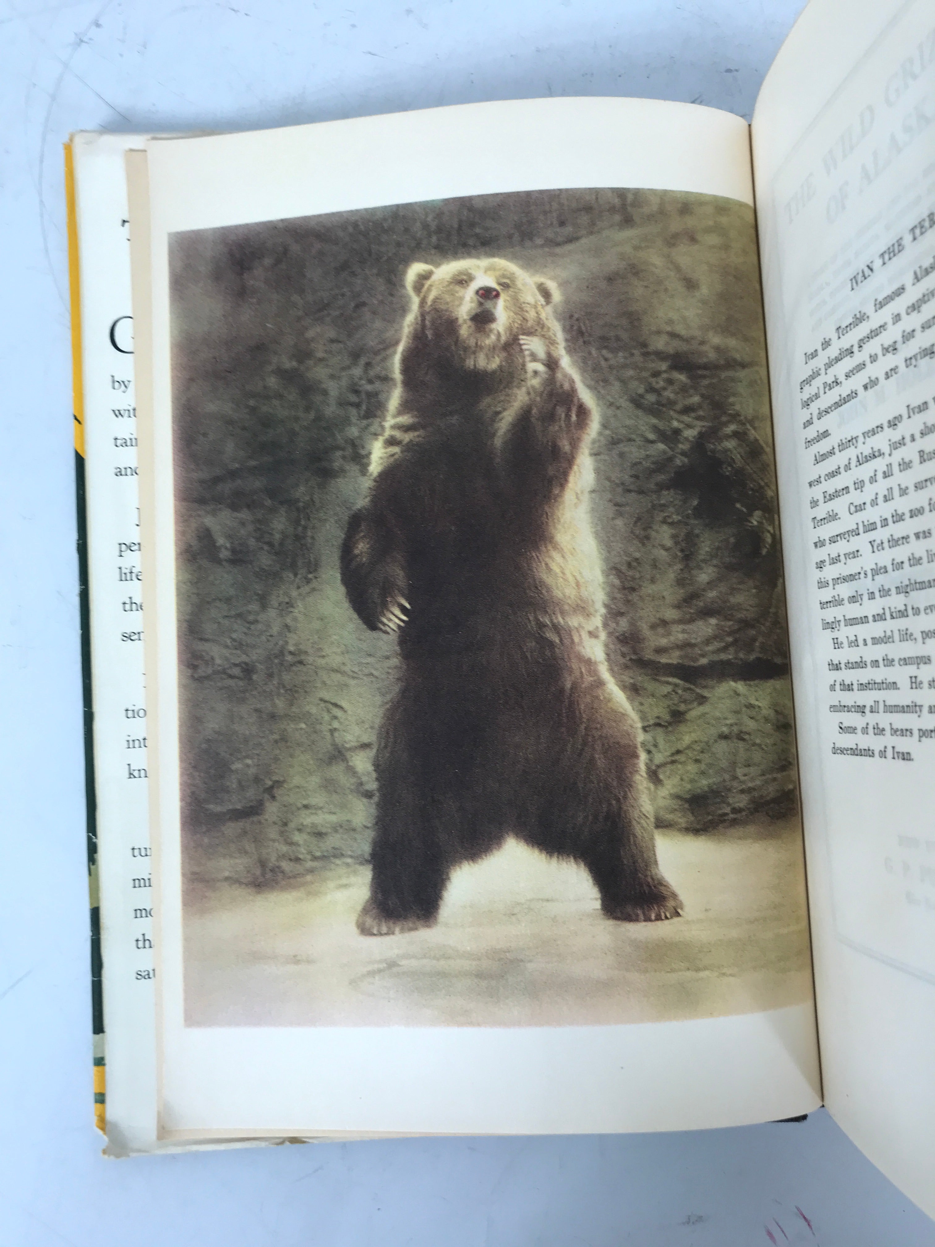 The Wild Grizzlies of Alaska John Holzworth Signed 1st Ed HCDJ