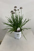 Allium - $12.00