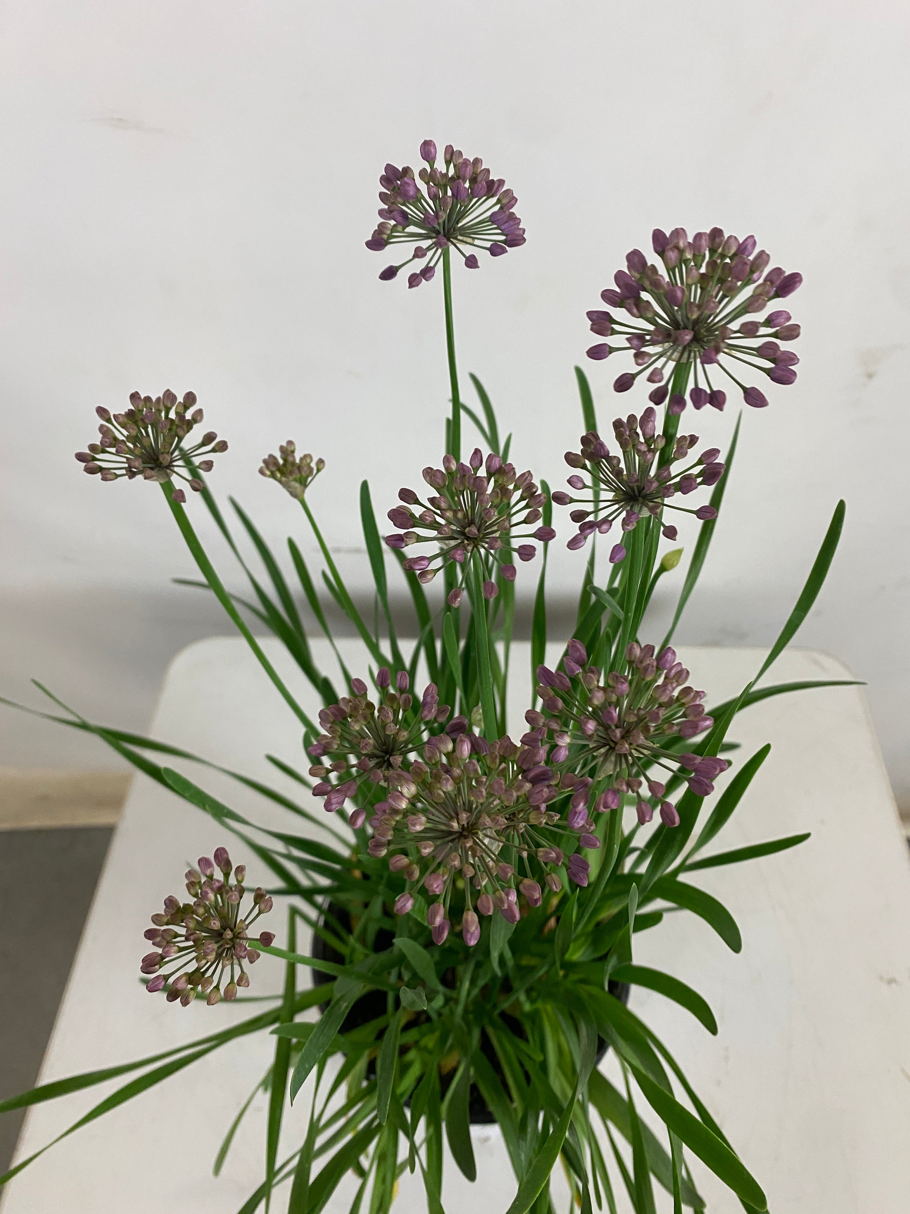Allium - $12.00