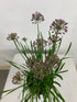 Allium - $12.00