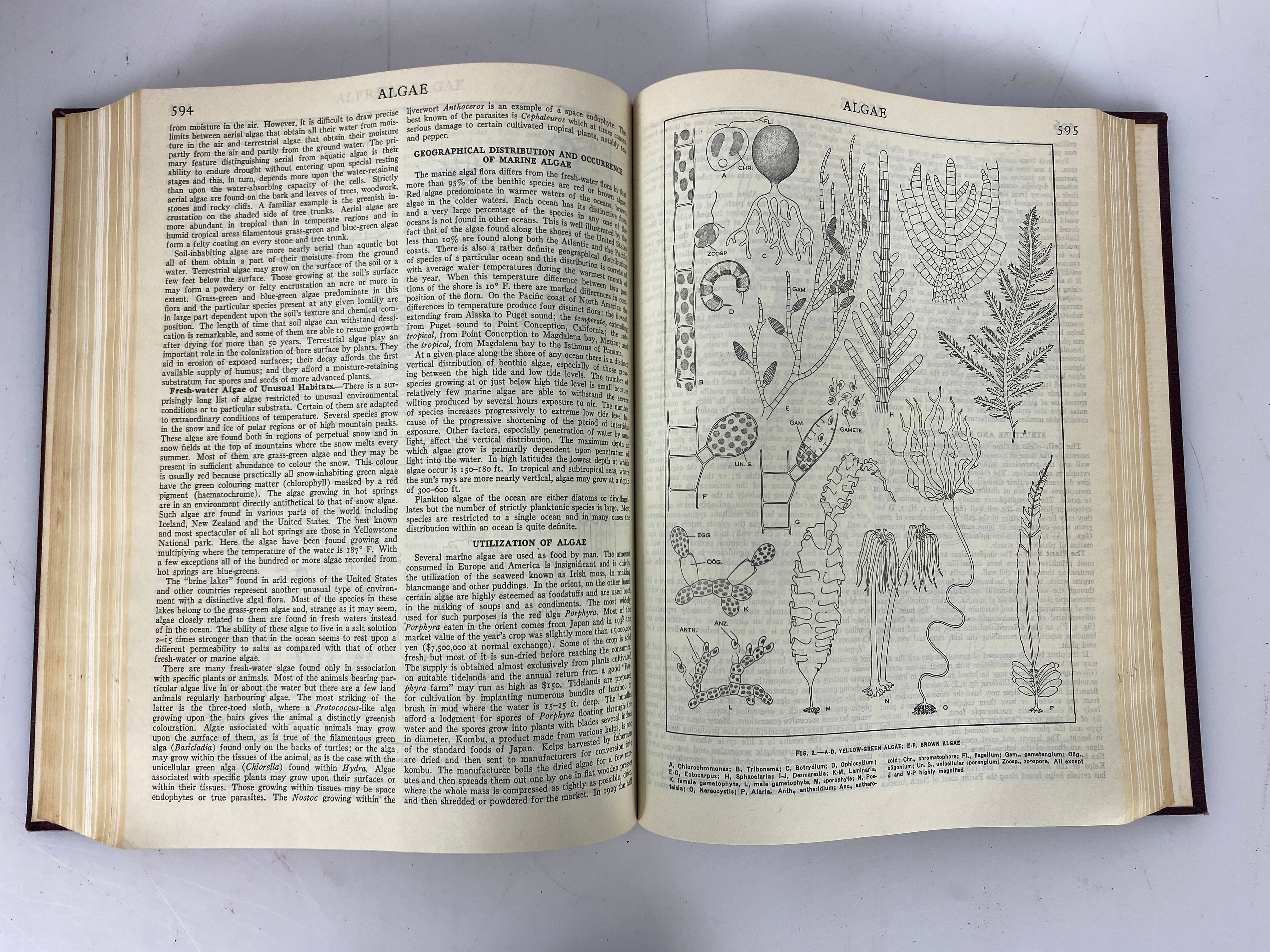 Lot of 21: Encyclopedia Britannica 1-12, 14-22 1957 HC