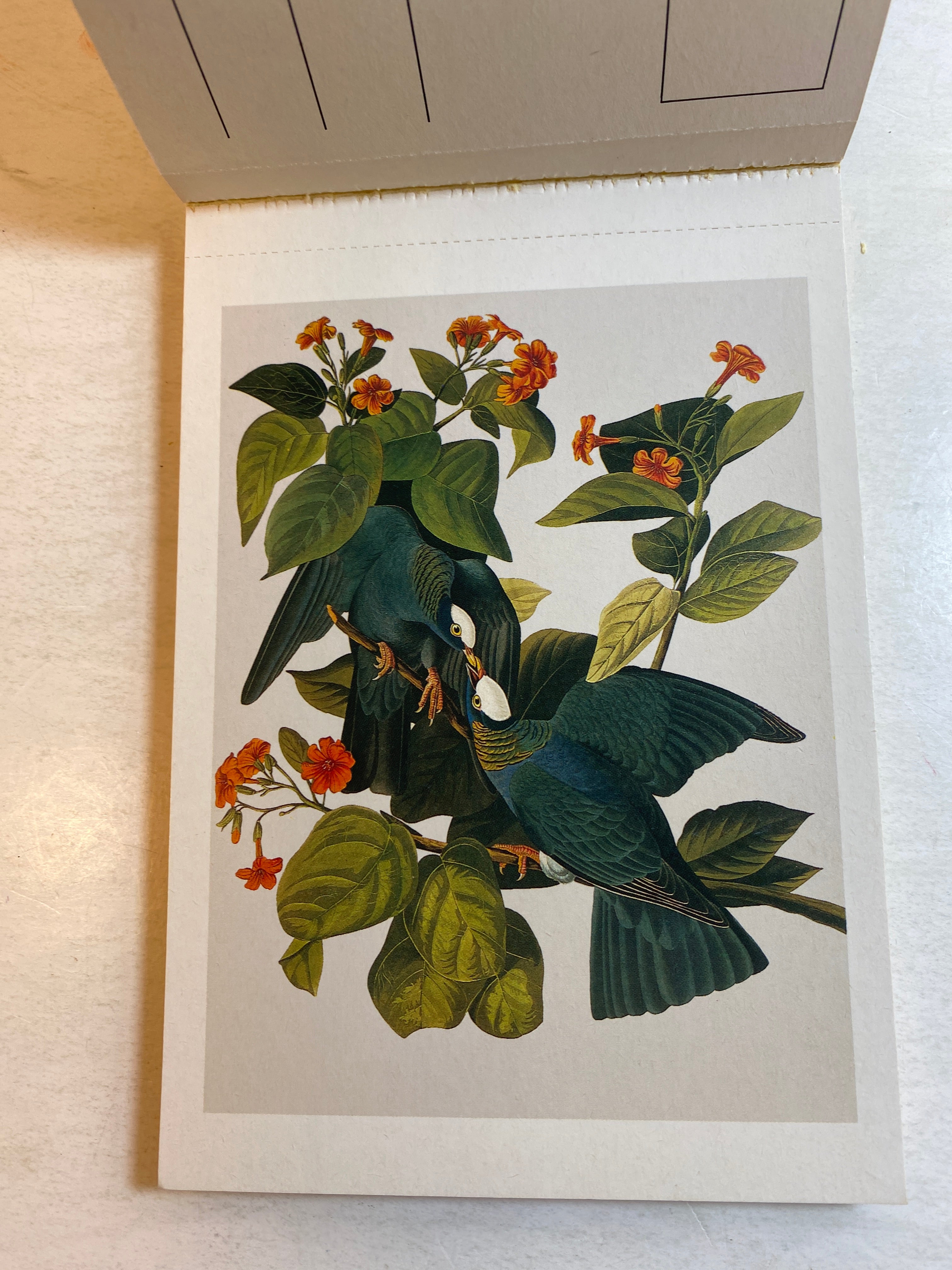 Audubon Postcard Portfolio 30 postcards 1986