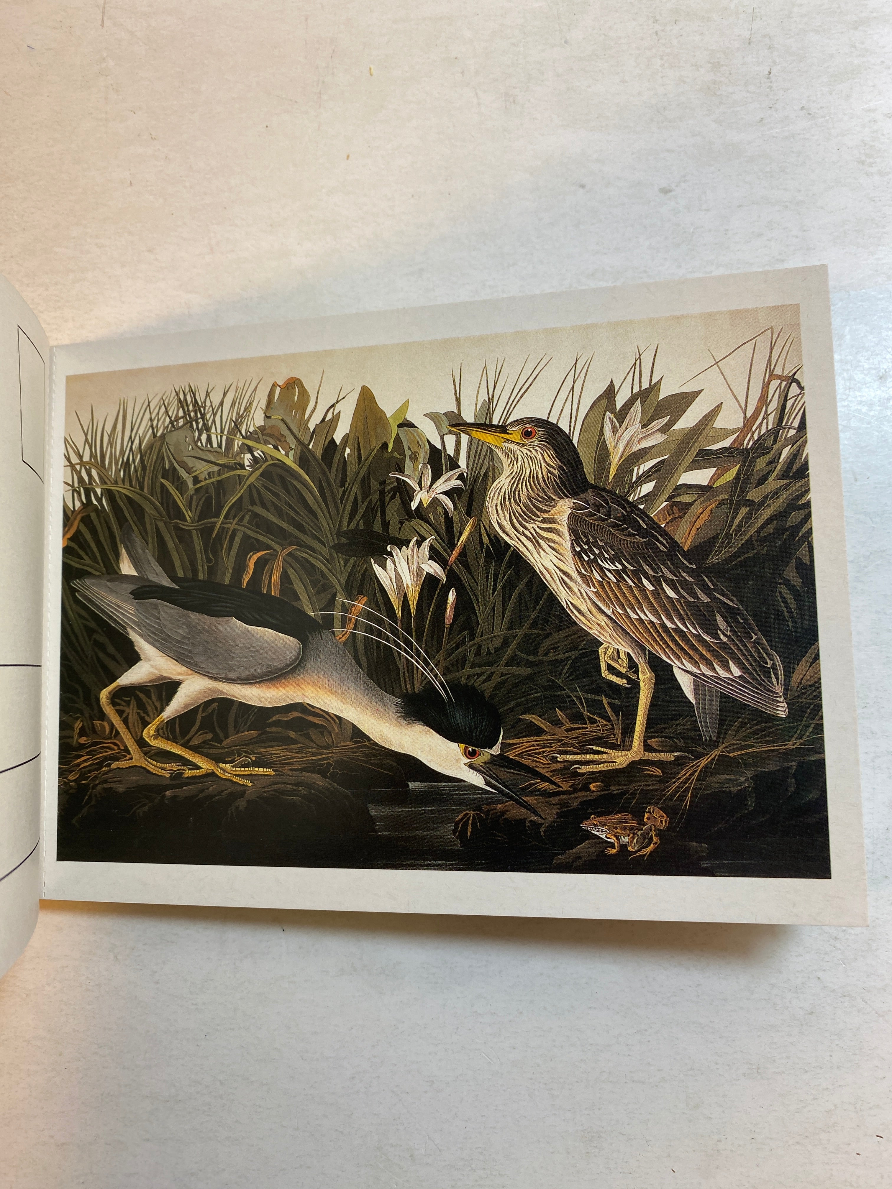 Audubon Postcard Portfolio 30 postcards 1986