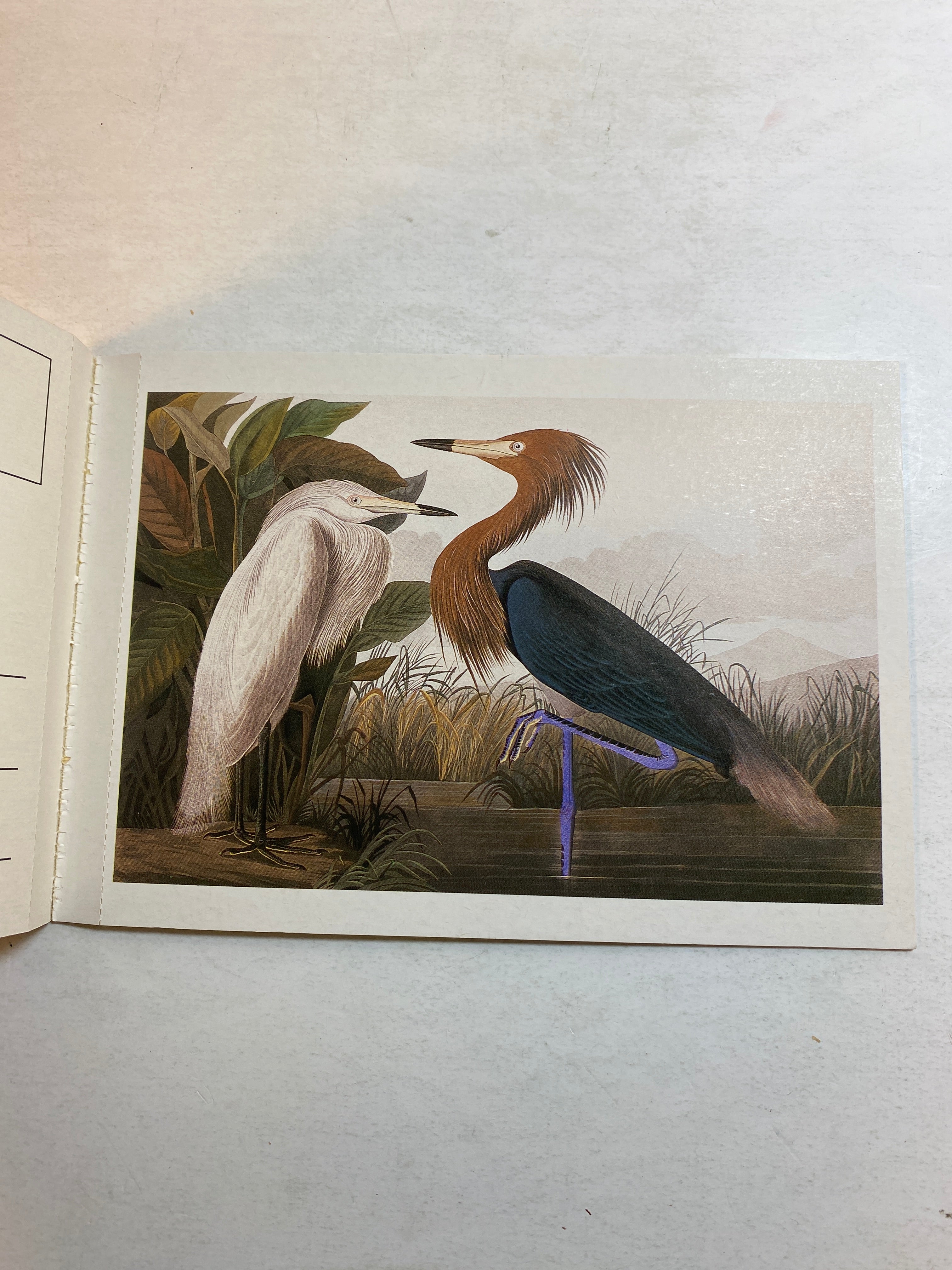 Audubon Postcard Portfolio 30 postcards 1986