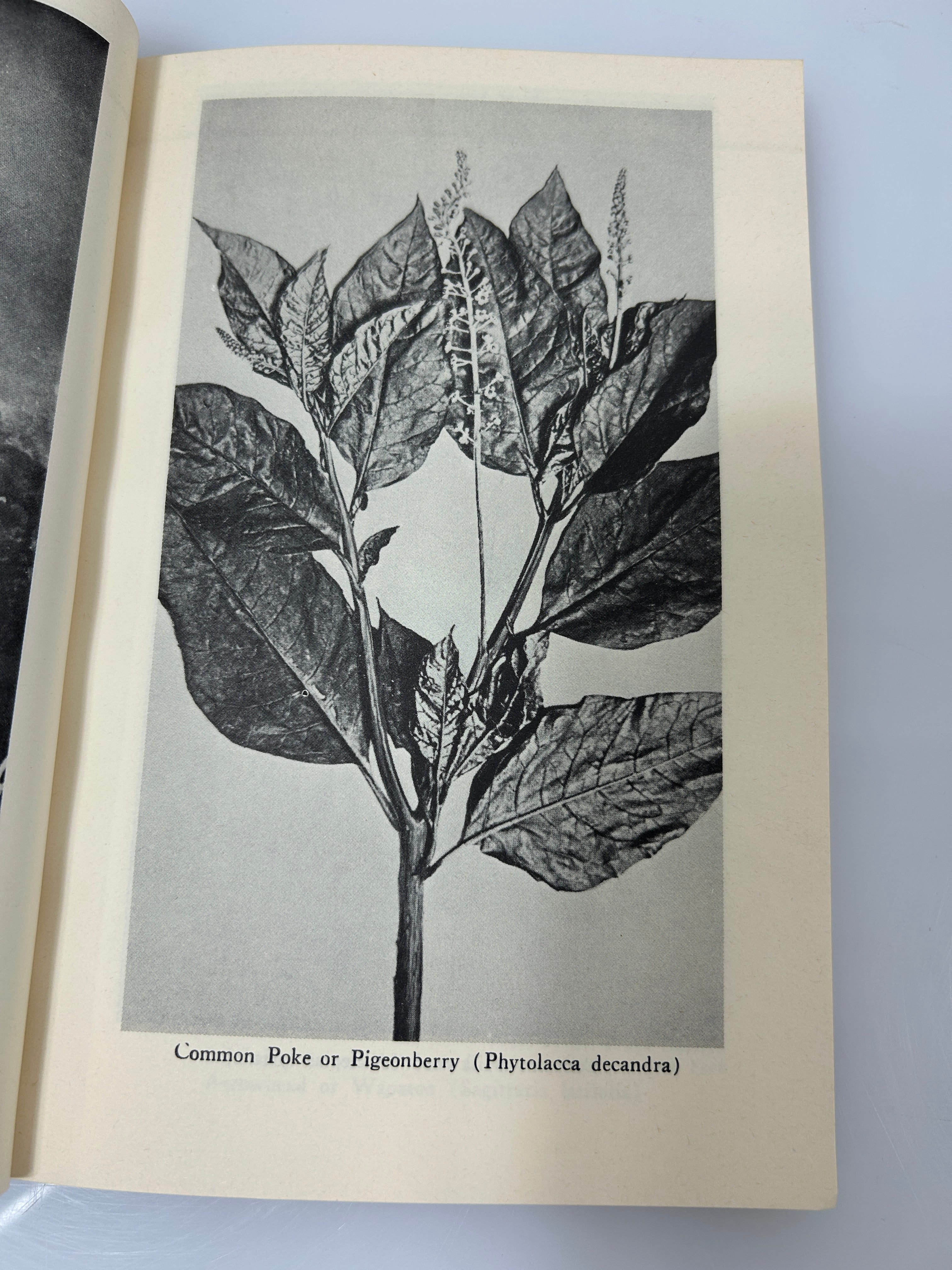 Lot of 2 Foraging Books: Edible Wild Plants/The Mushroom Handbook 1972/1967 SC