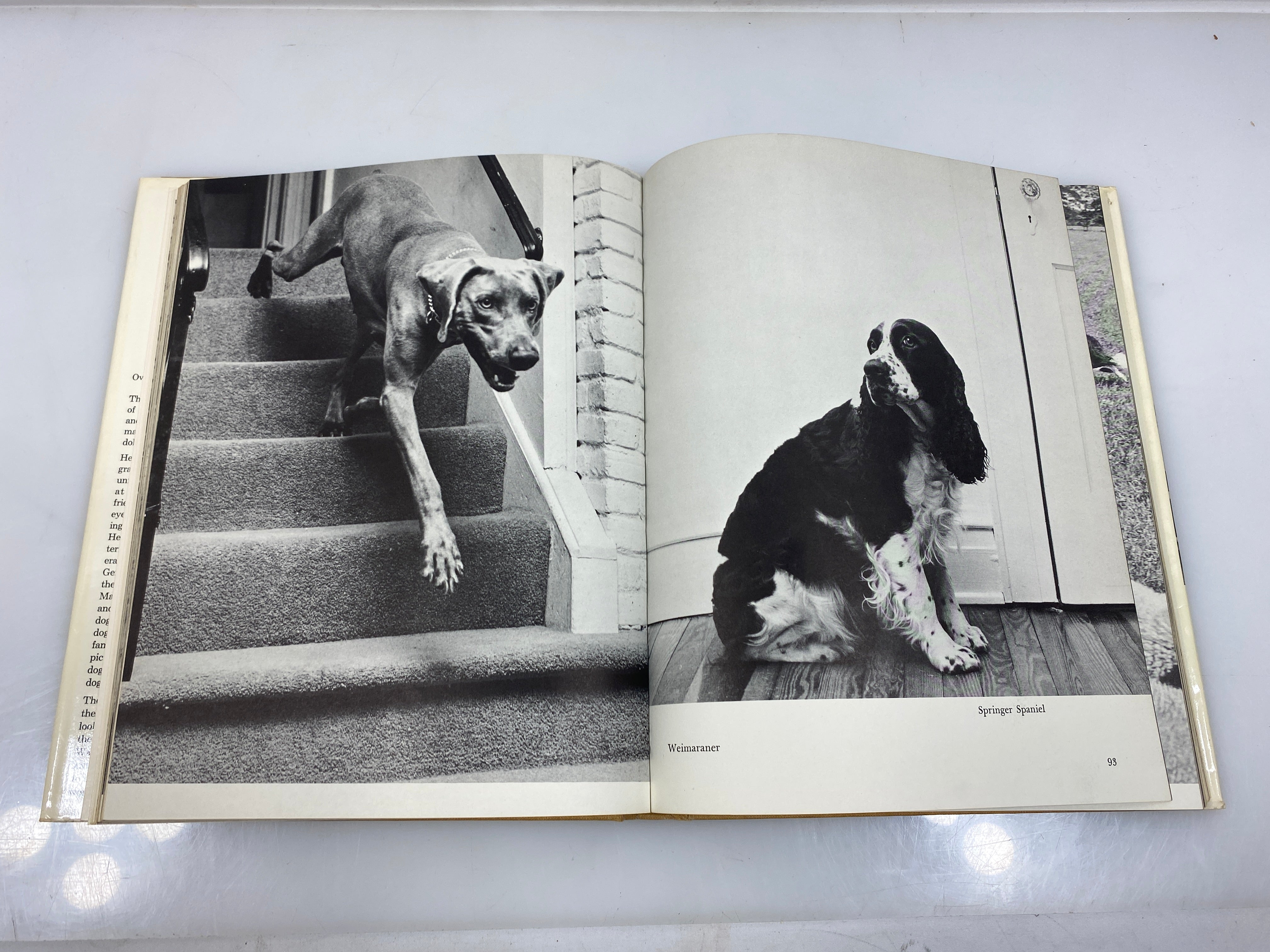 Walter Chandoha's Book of Puppies and Dogs Bonanza Books 1969 HCDJ