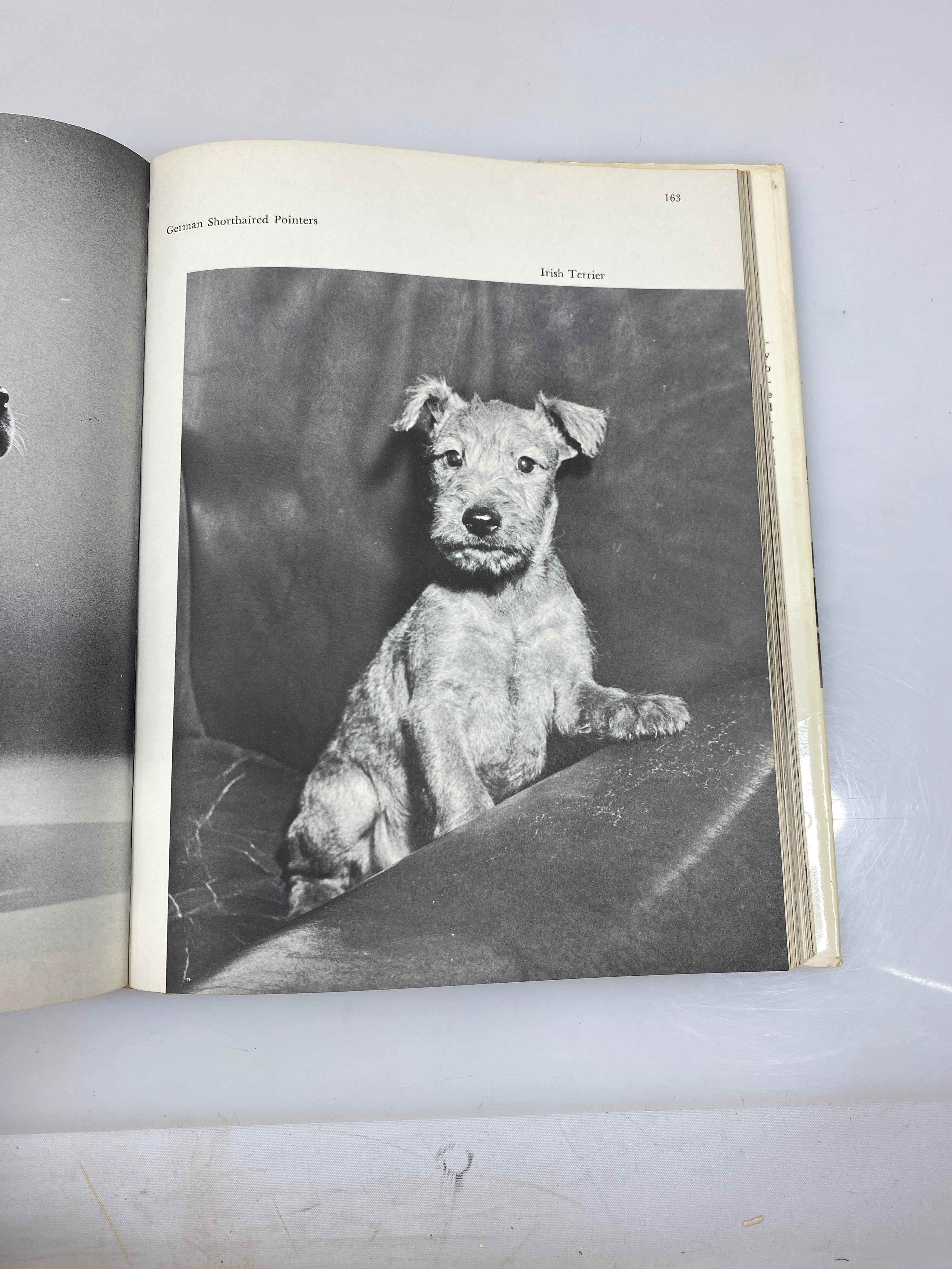 Walter Chandoha's Book of Puppies and Dogs Bonanza Books 1969 HCDJ