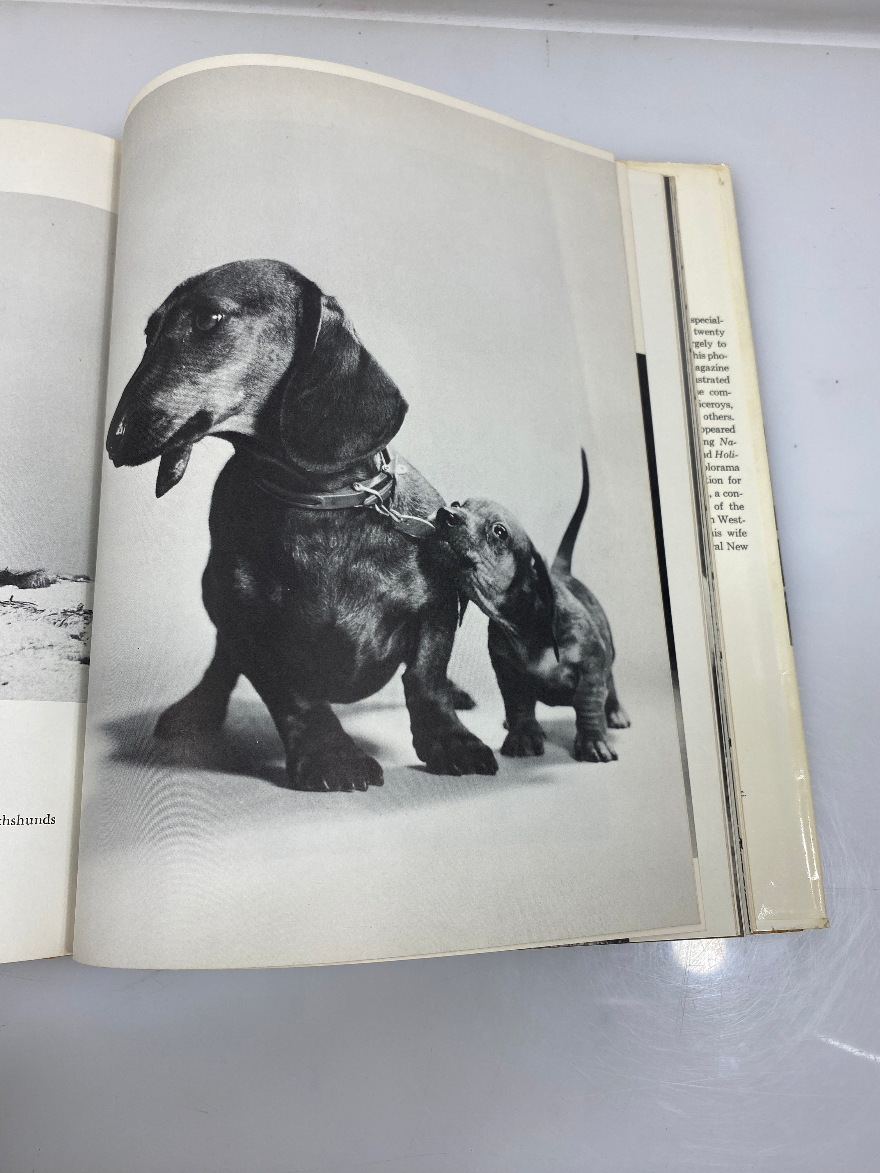 Walter Chandoha's Book of Puppies and Dogs Bonanza Books 1969 HCDJ
