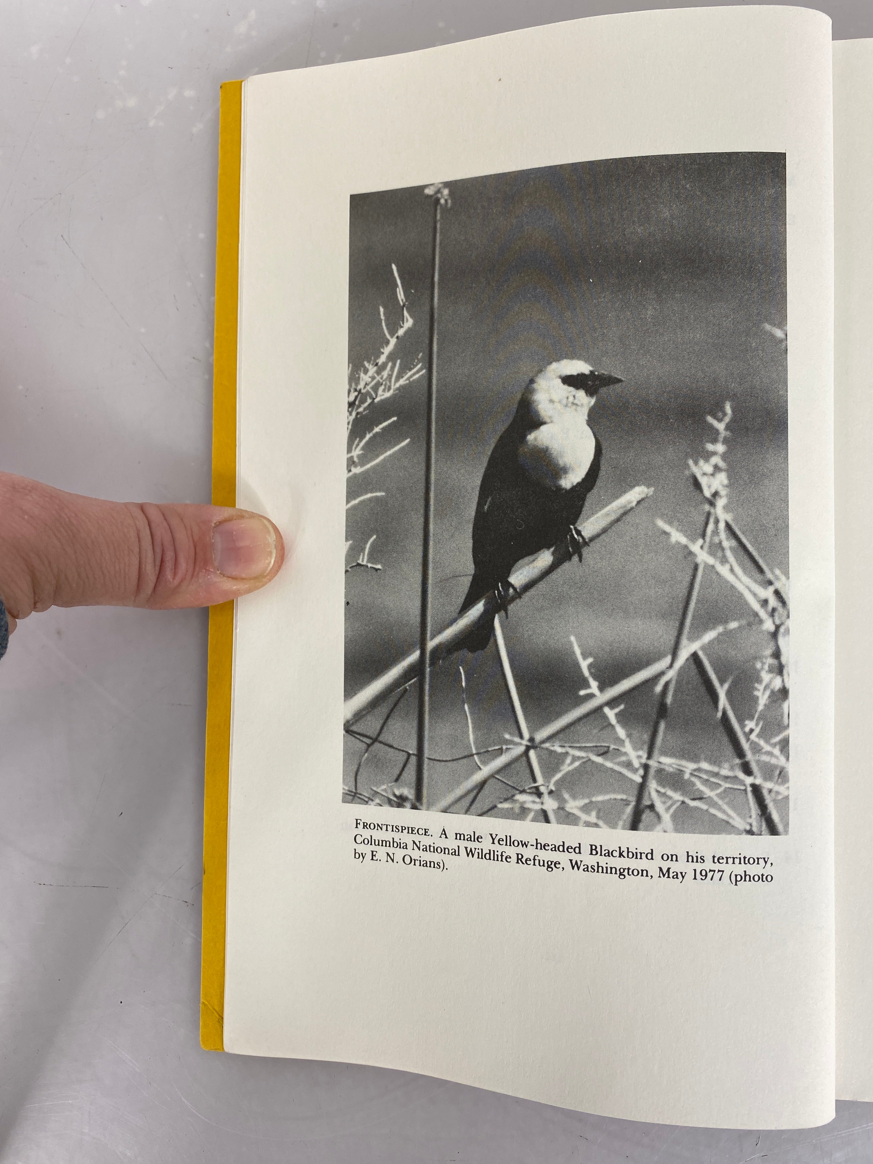 Some Adaptations of Marsh-nesting Blackbirds by Gordon H. Orians 1980 HC