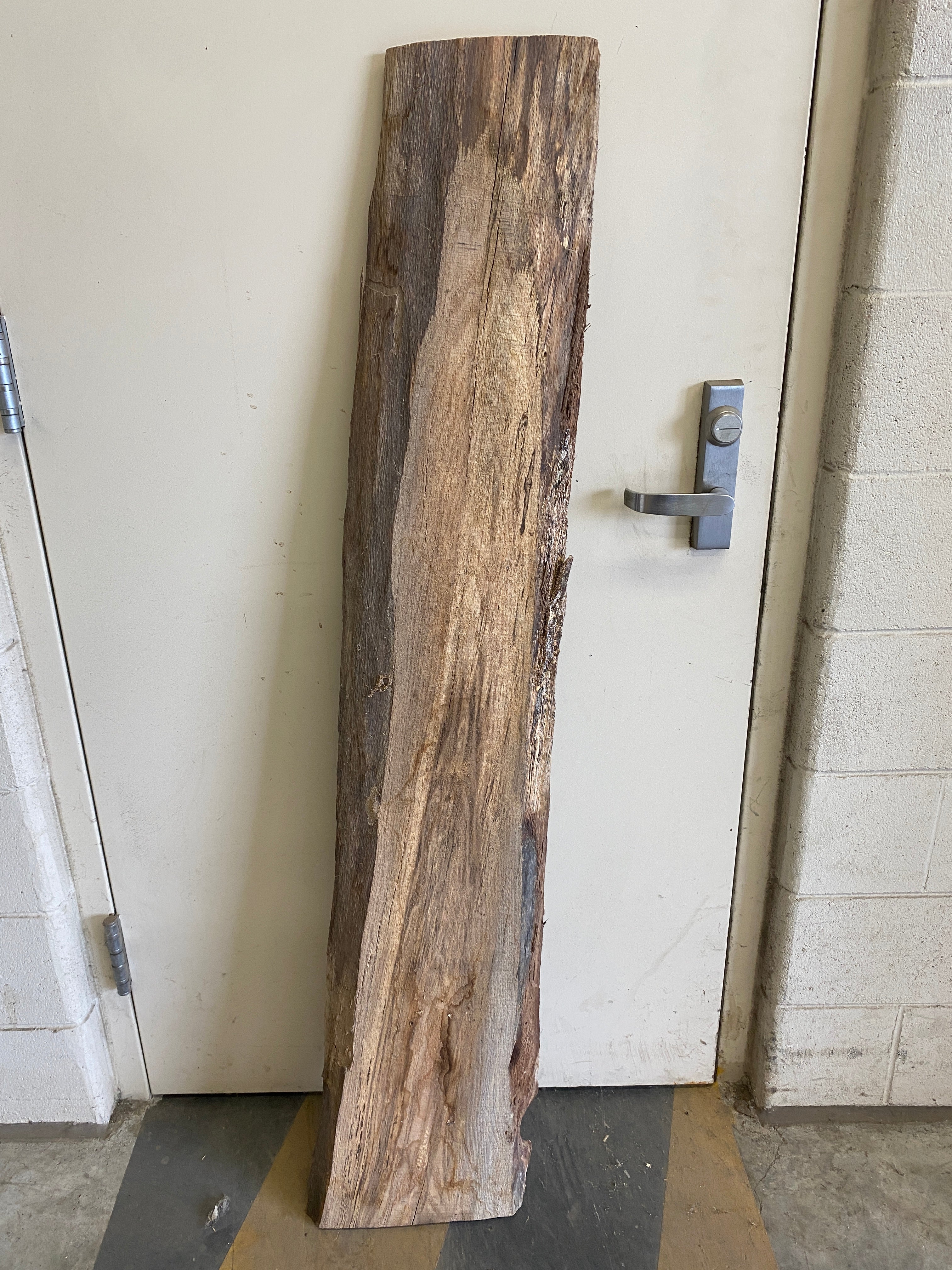 MSU Shadows Live Edge Unknown Species Slab Wood #11