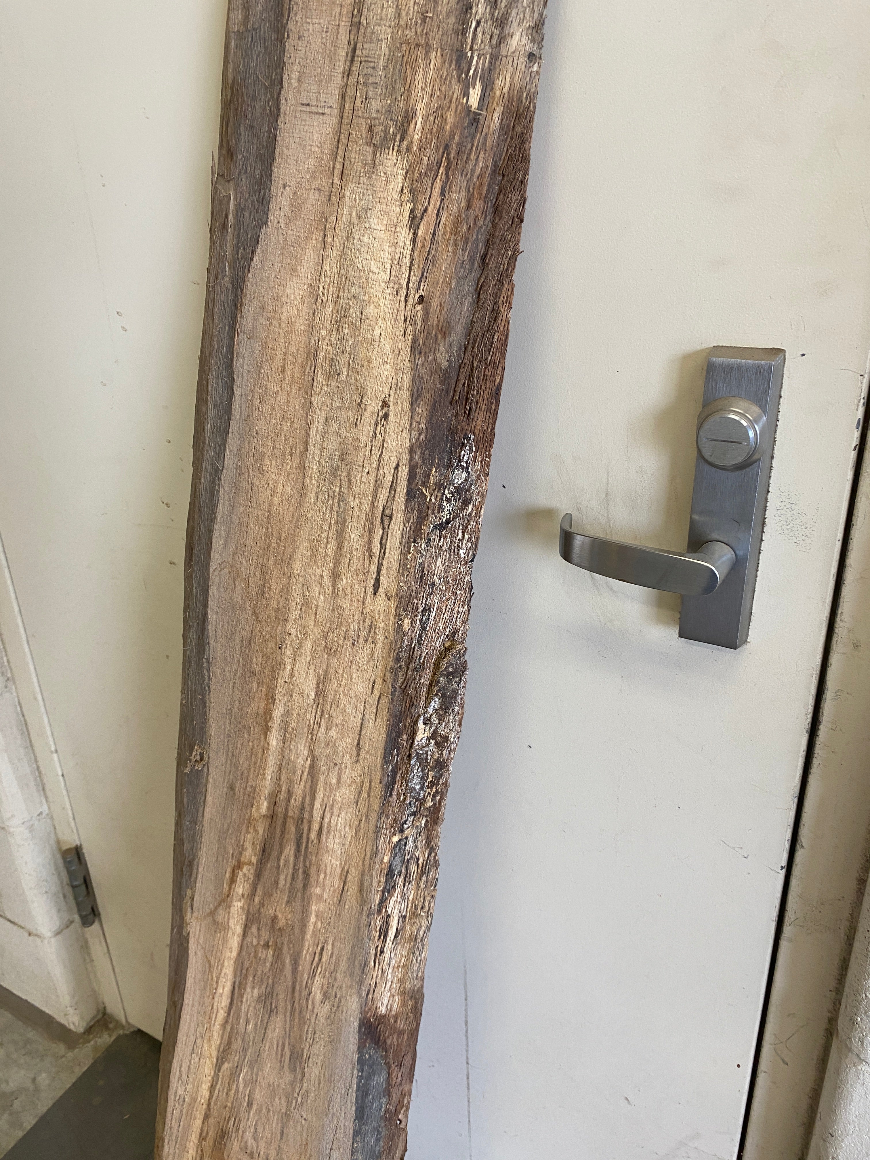 MSU Shadows Live Edge Unknown Species Slab Wood #11