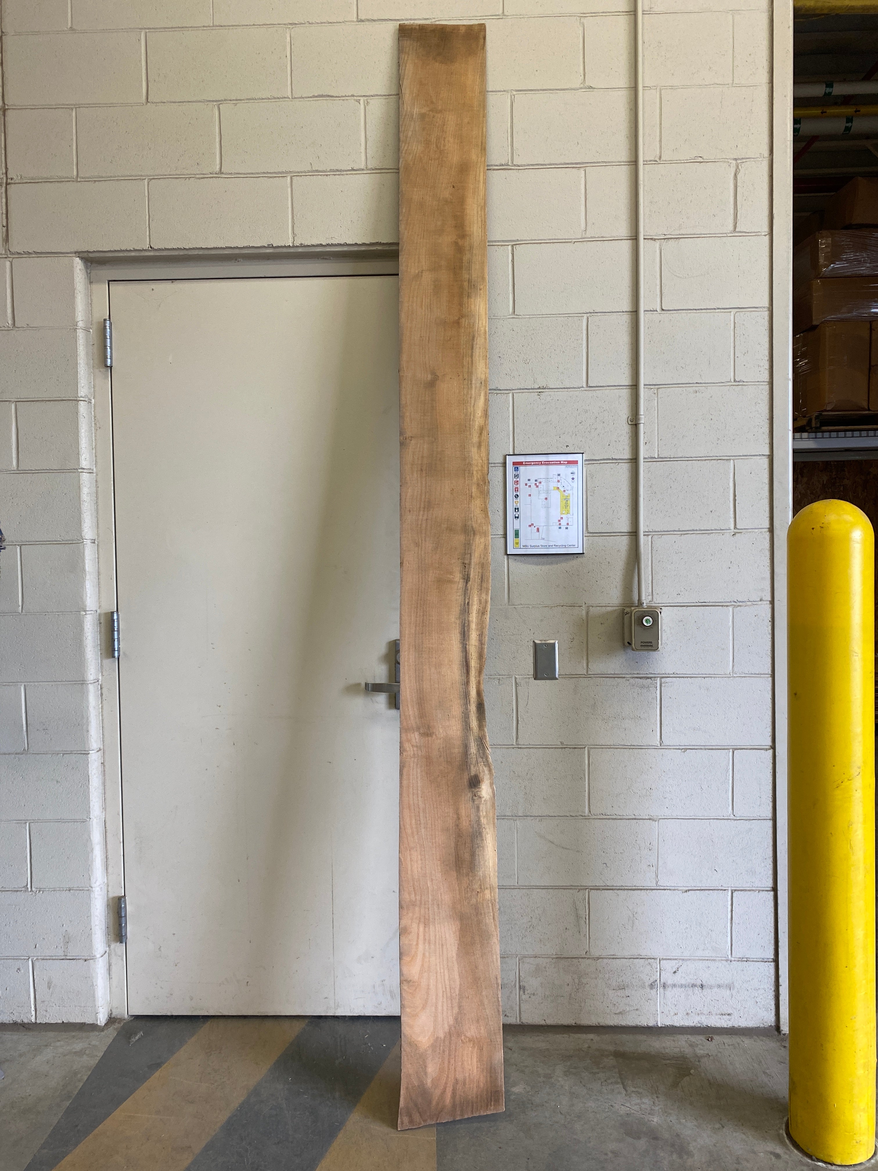 MSU Shadows Flat Board Unknown Species Slab Wood #13