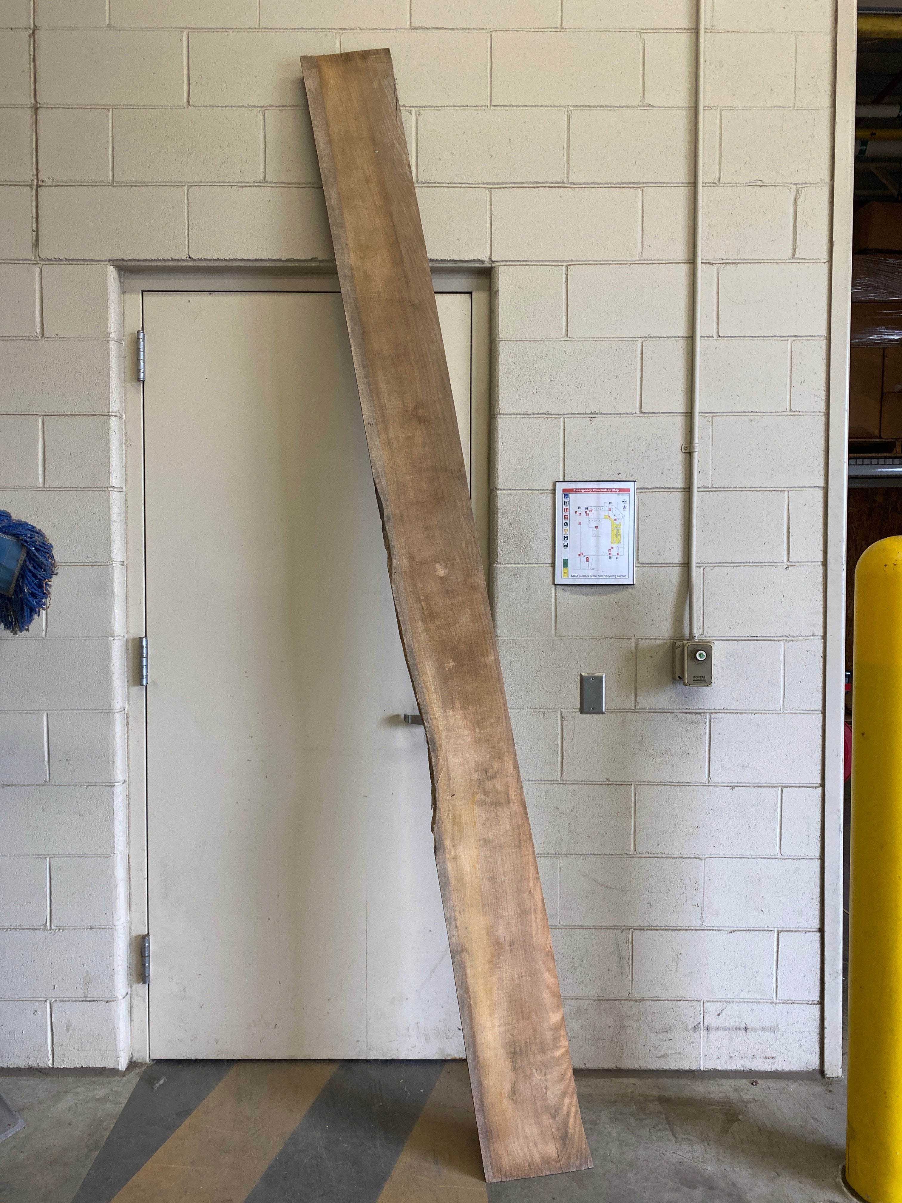 MSU Shadows Flat Board Unknown Species Slab Wood #13