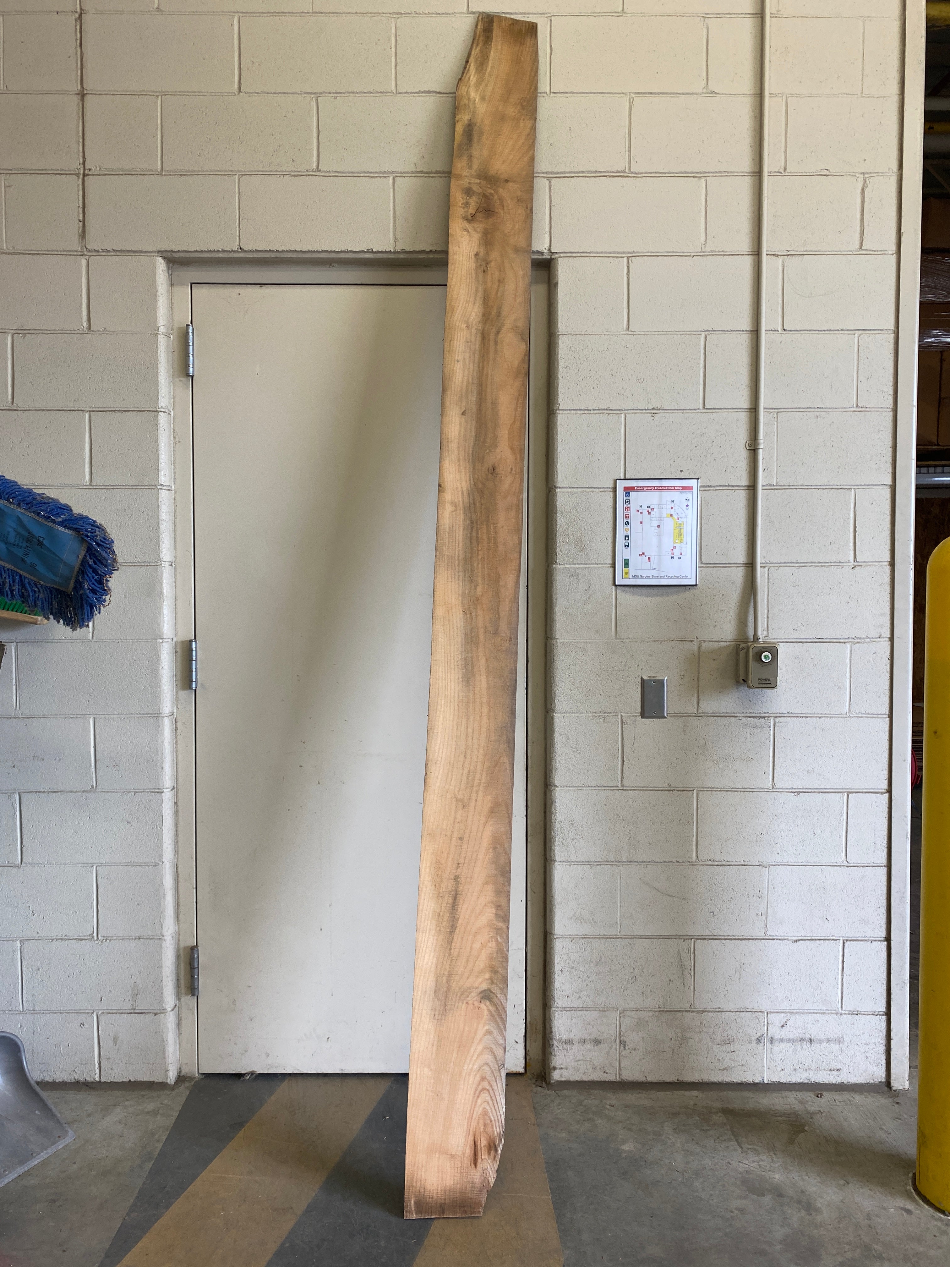 MSU Shadows Flat Board Unknown Species Slab Wood #15