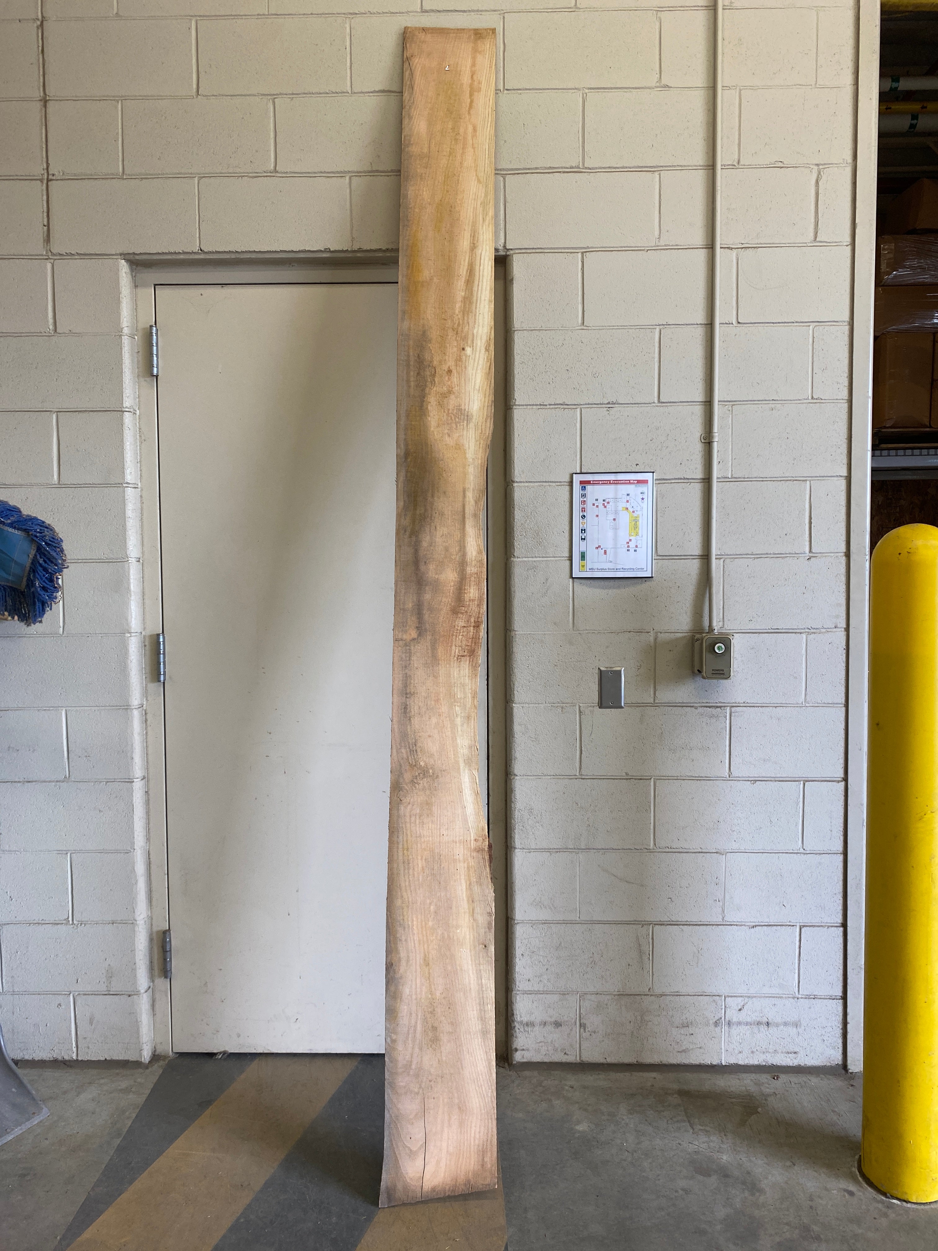MSU Shadows Flat Board Unknown Species Slab Wood #17
