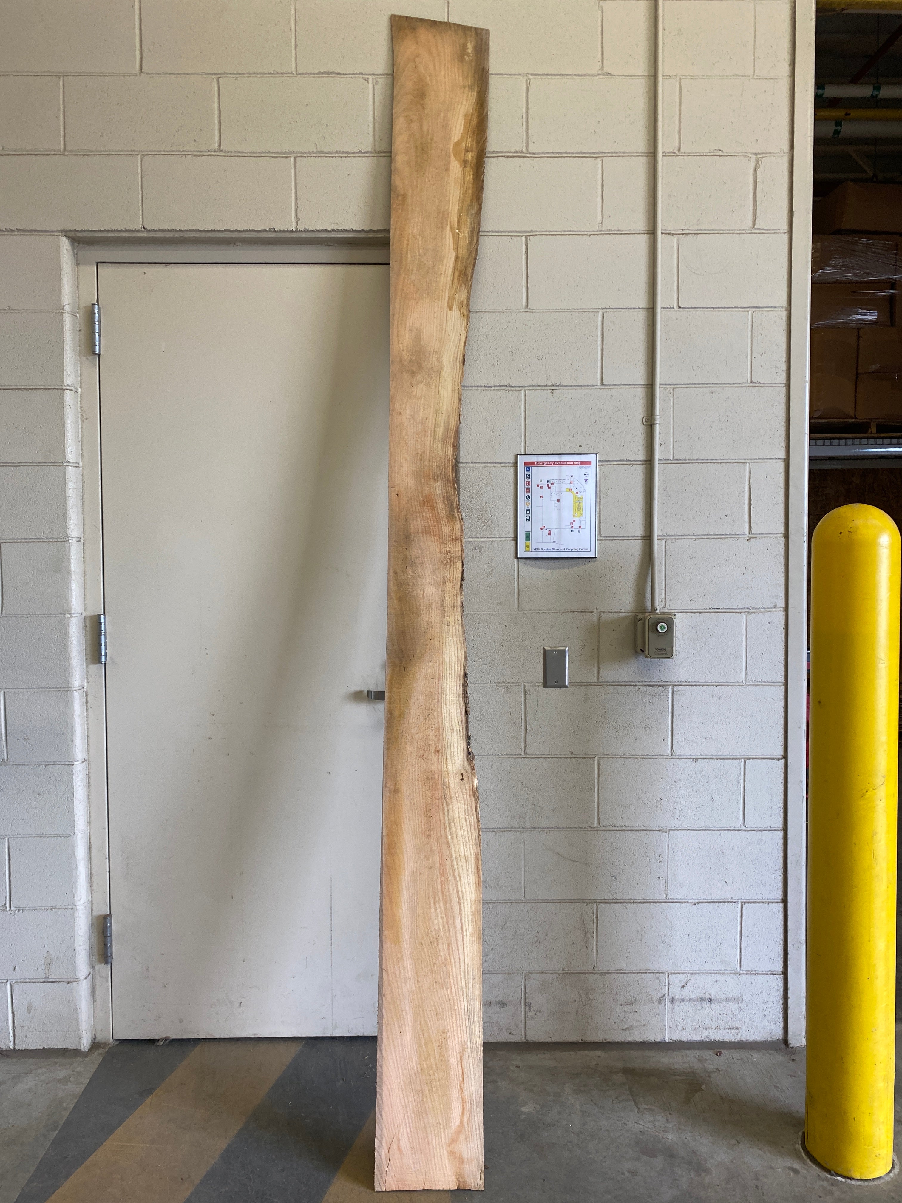 MSU Shadows Flat Board Unknown Species Slab Wood #12