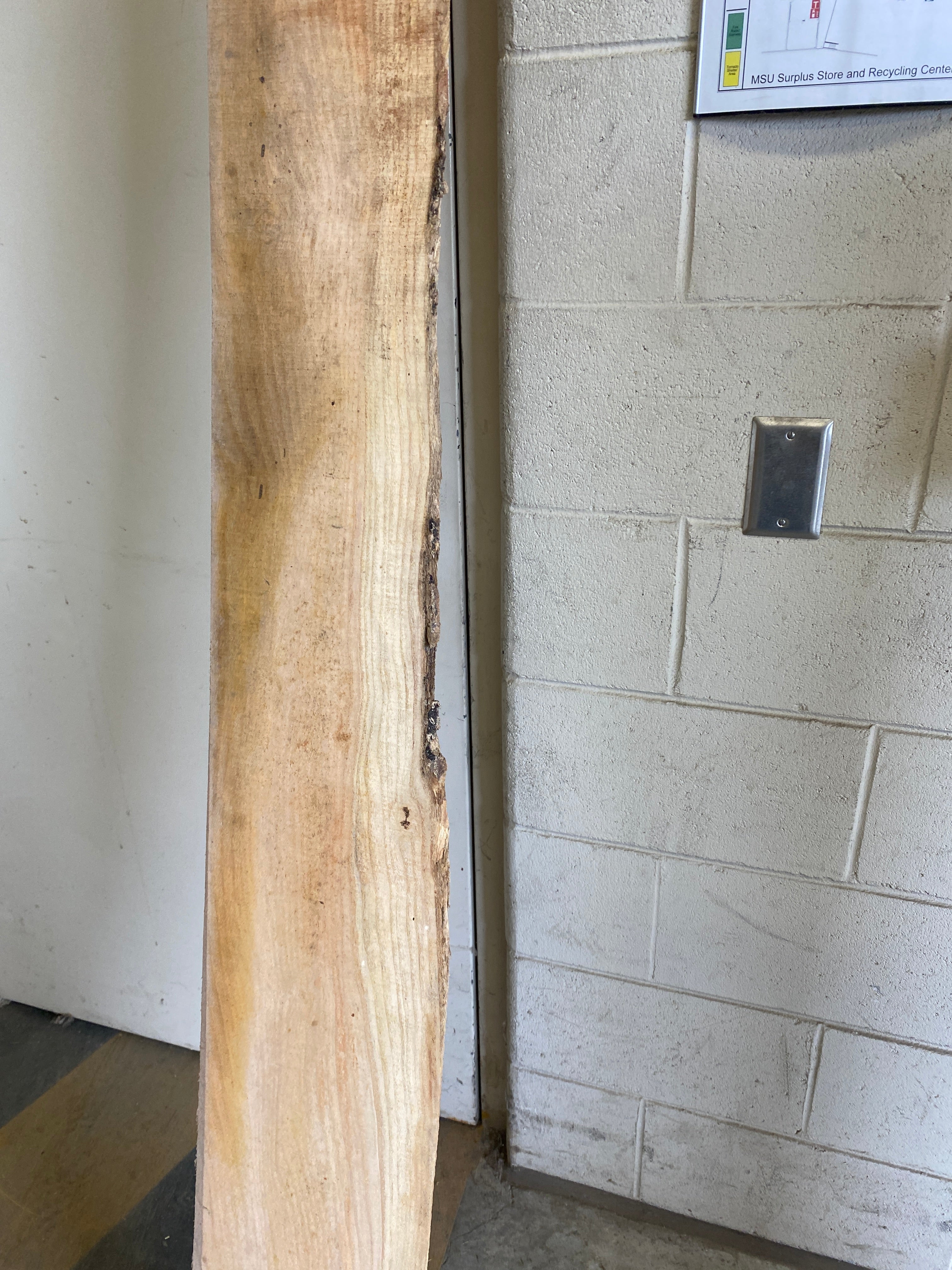 MSU Shadows Flat Board Unknown Species Slab Wood #12