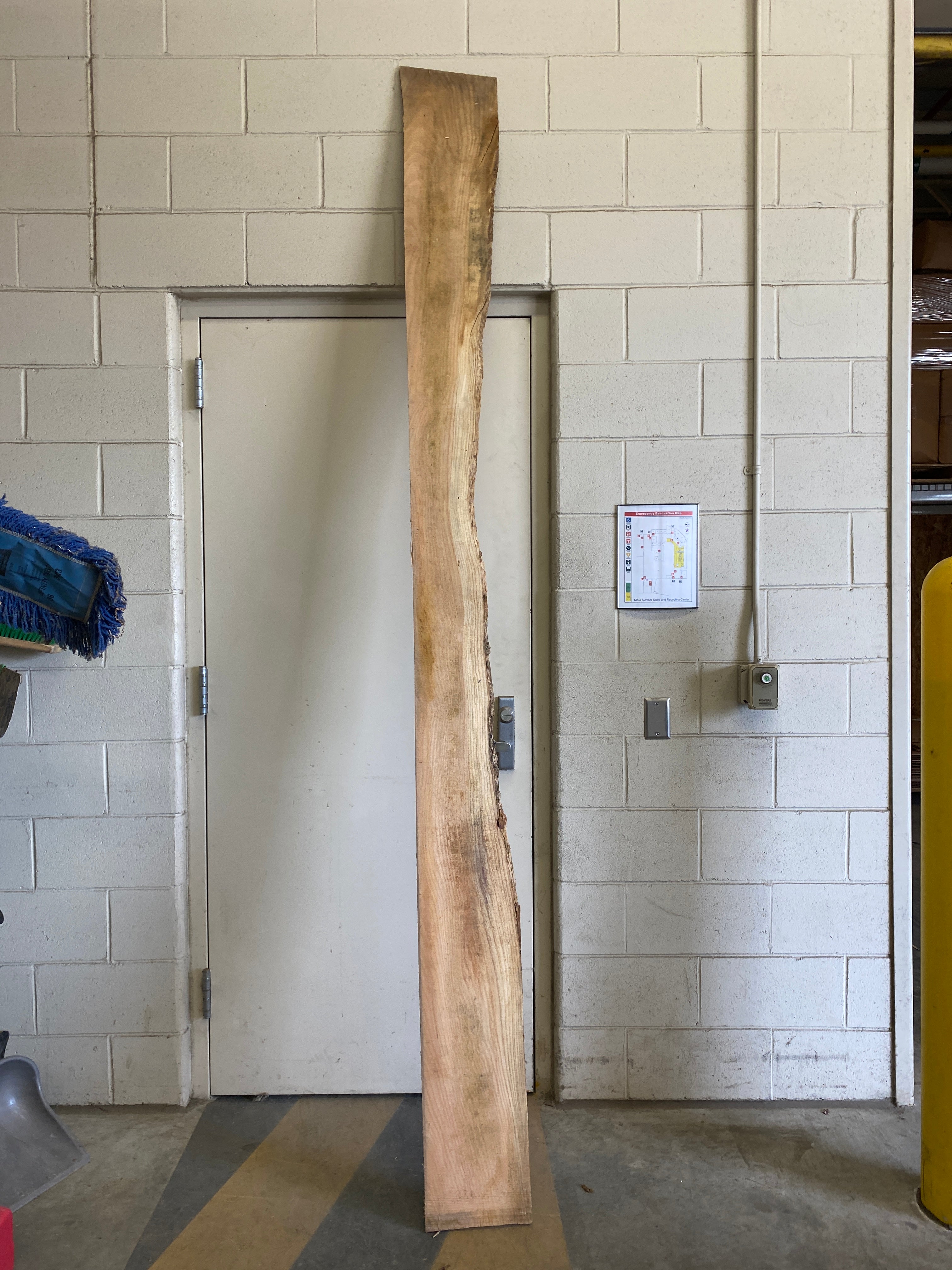 MSU Shadows Flat Board Unknown Species Slab Wood #23