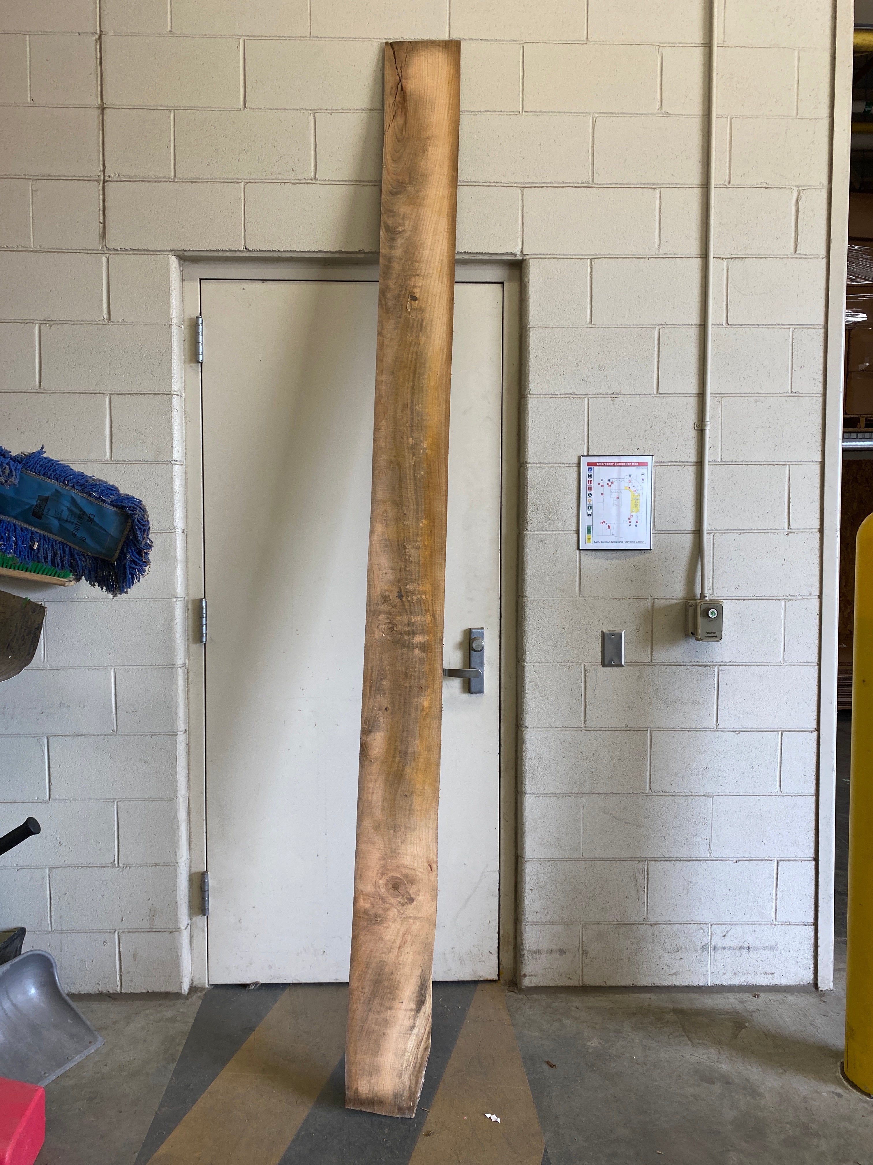 MSU Shadows Flat Board Unknown Species Slab Wood #34