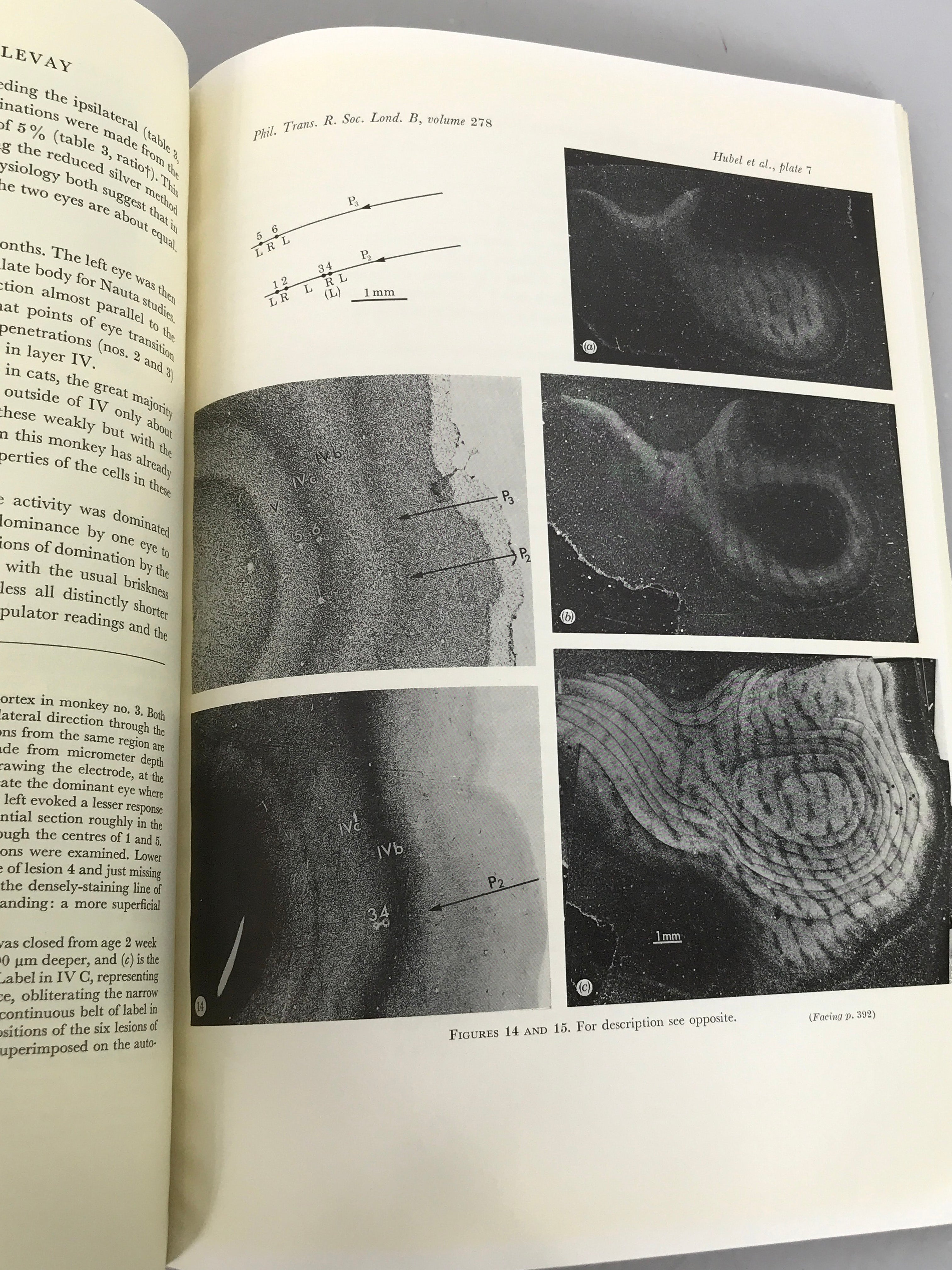 A Discussion on Structural and Functional Aspects of Plasticity April 1977 SC