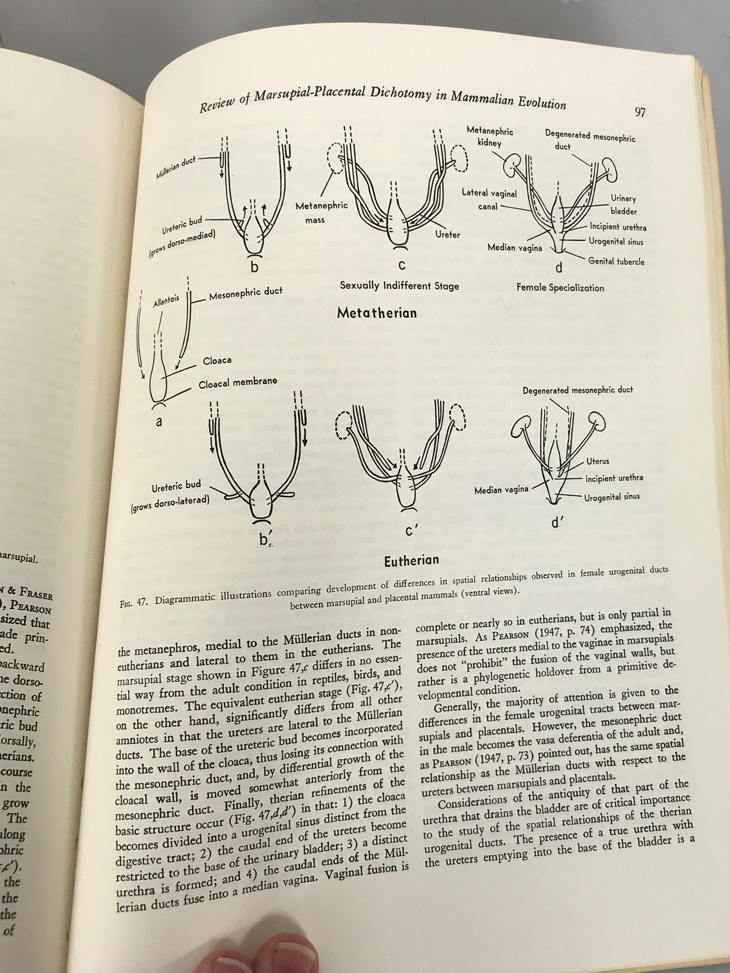 University of Kansas Paleontological Institute Article 50 (Vertebrata 12) by Jason Lillegraven March, 1969 SC