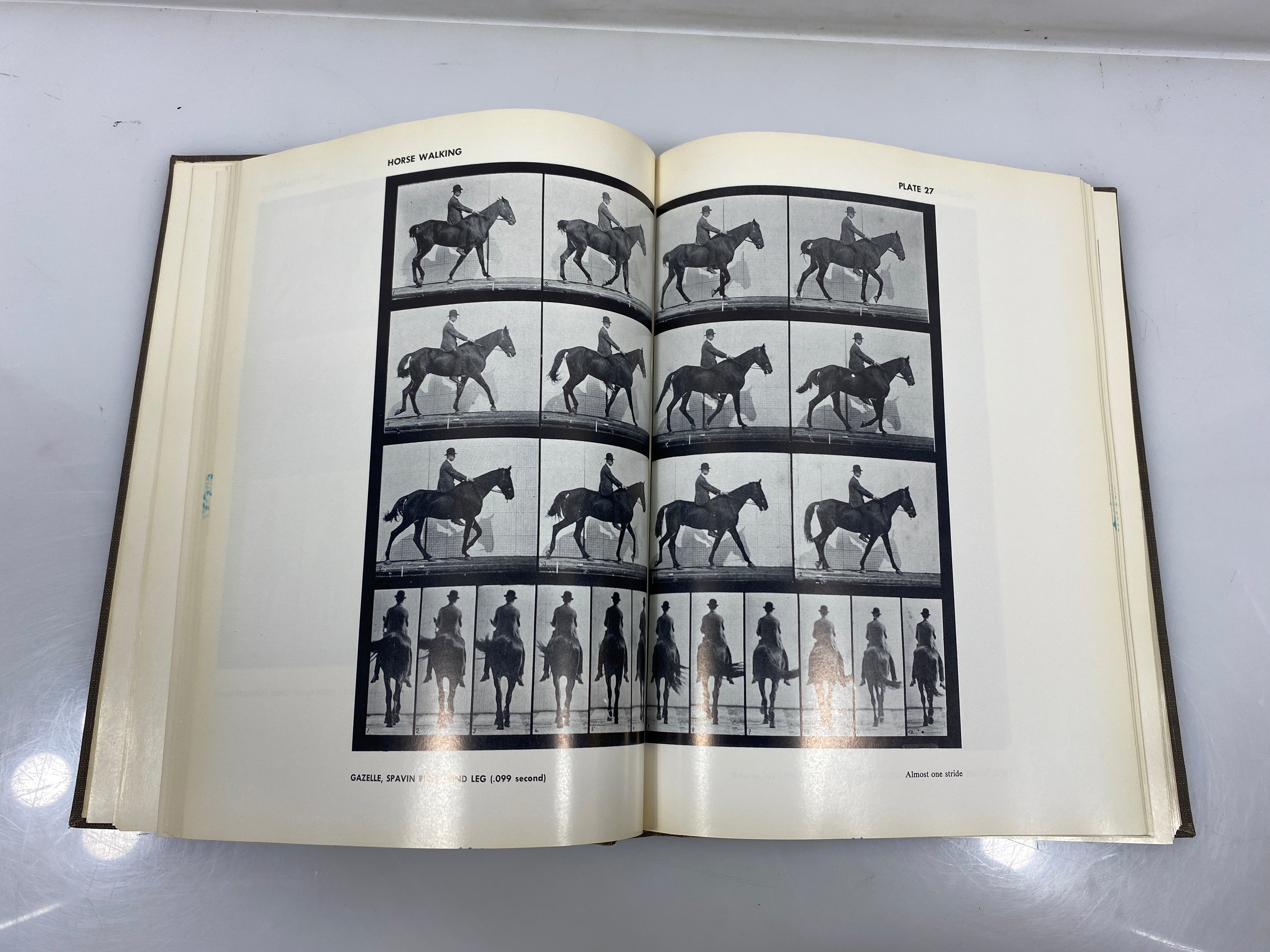 Animals in Motion by Muybridge Ex-library 1957 HC