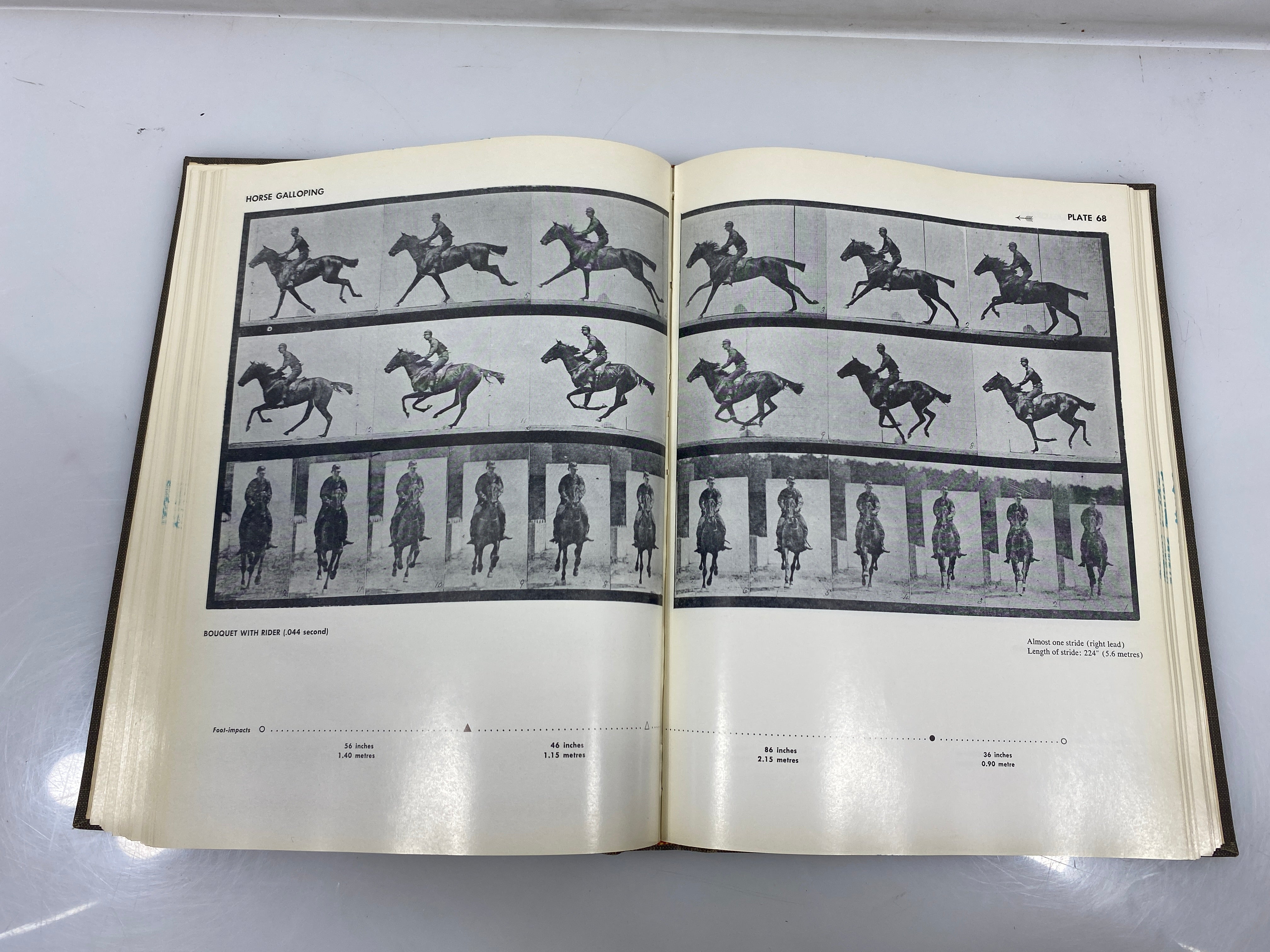 Animals in Motion by Muybridge Ex-library 1957 HC