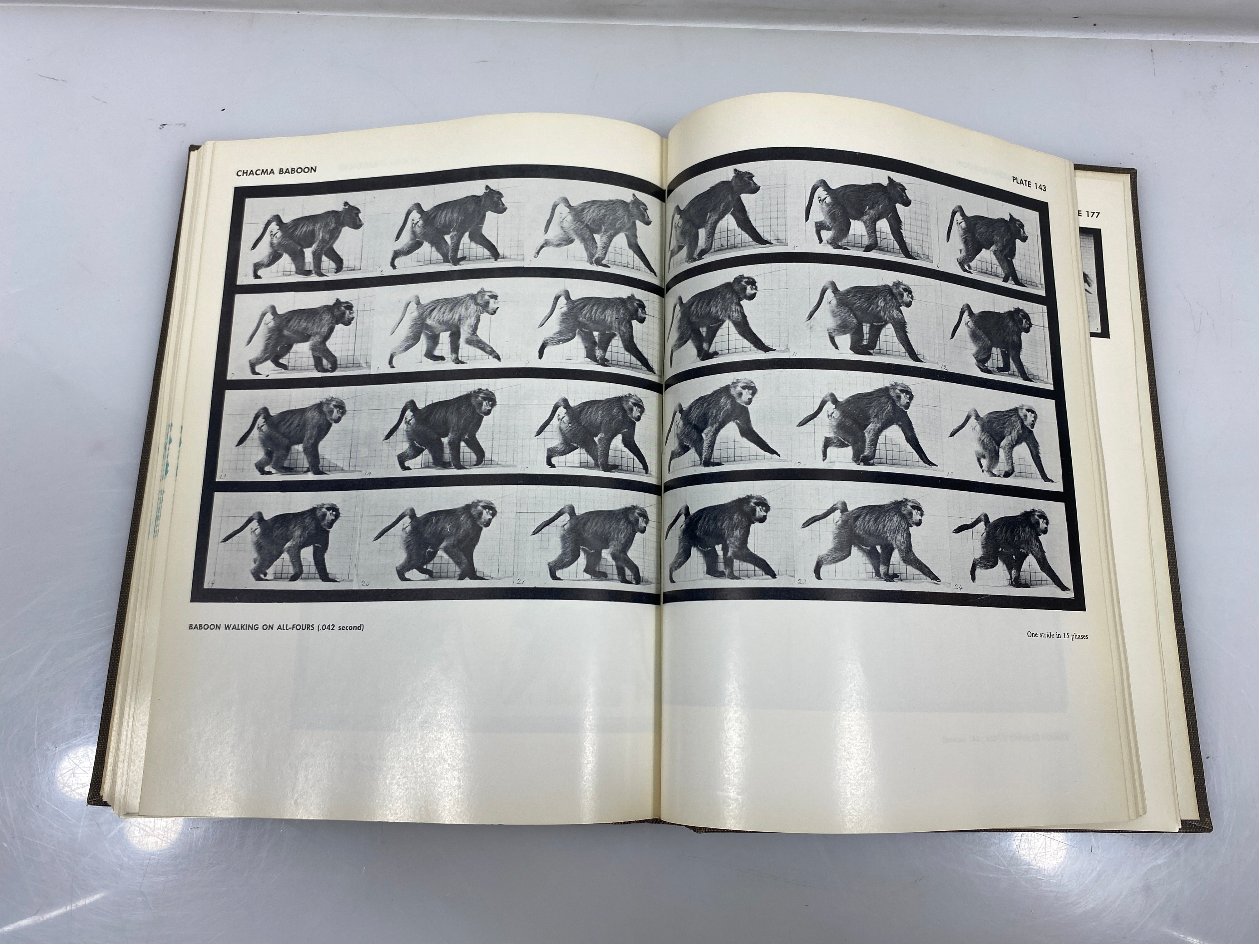 Animals in Motion by Muybridge Ex-library 1957 HC