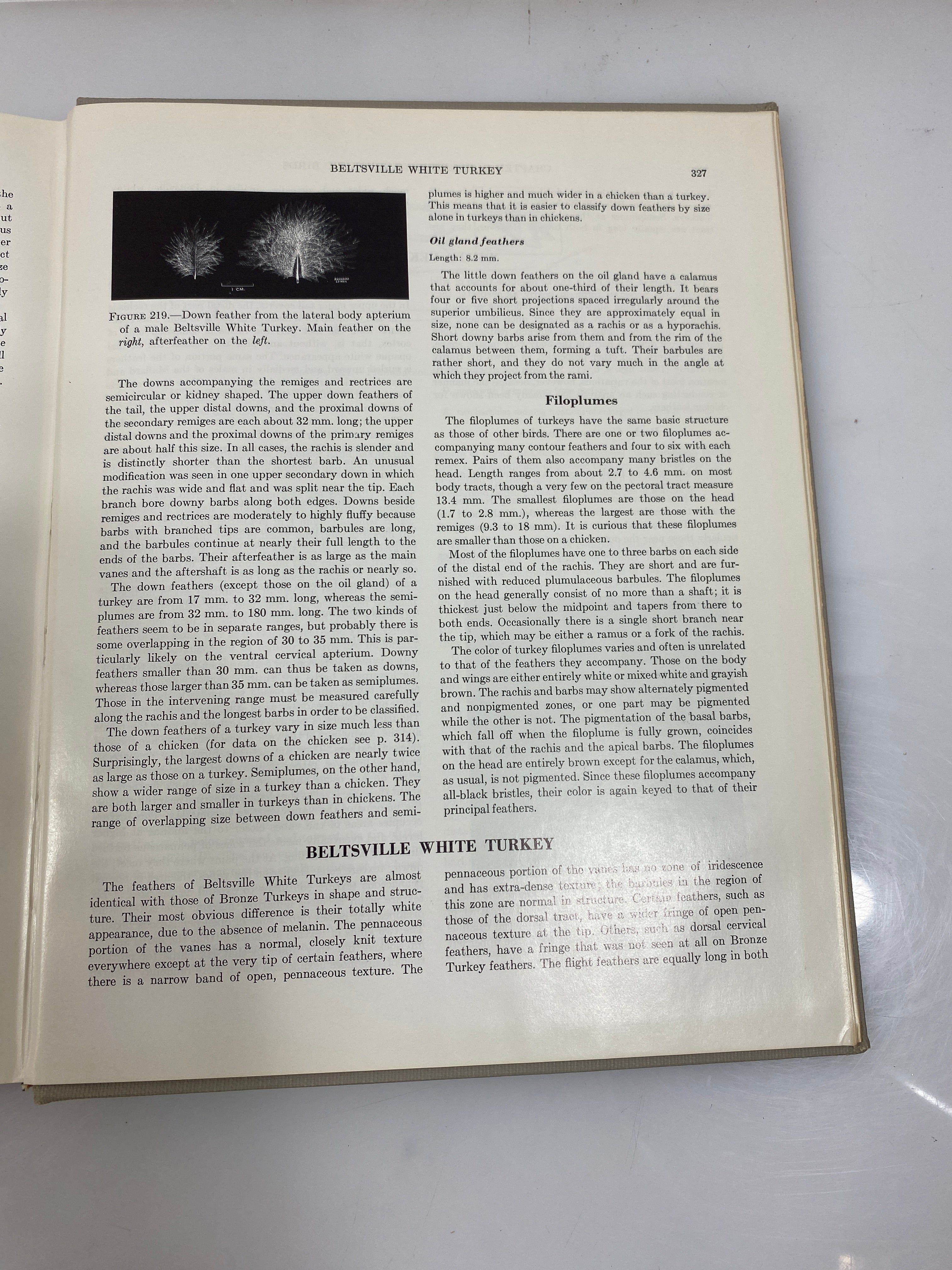 Avian Anatomy Integument Part I Lucas/Stettenheim 1972 HC