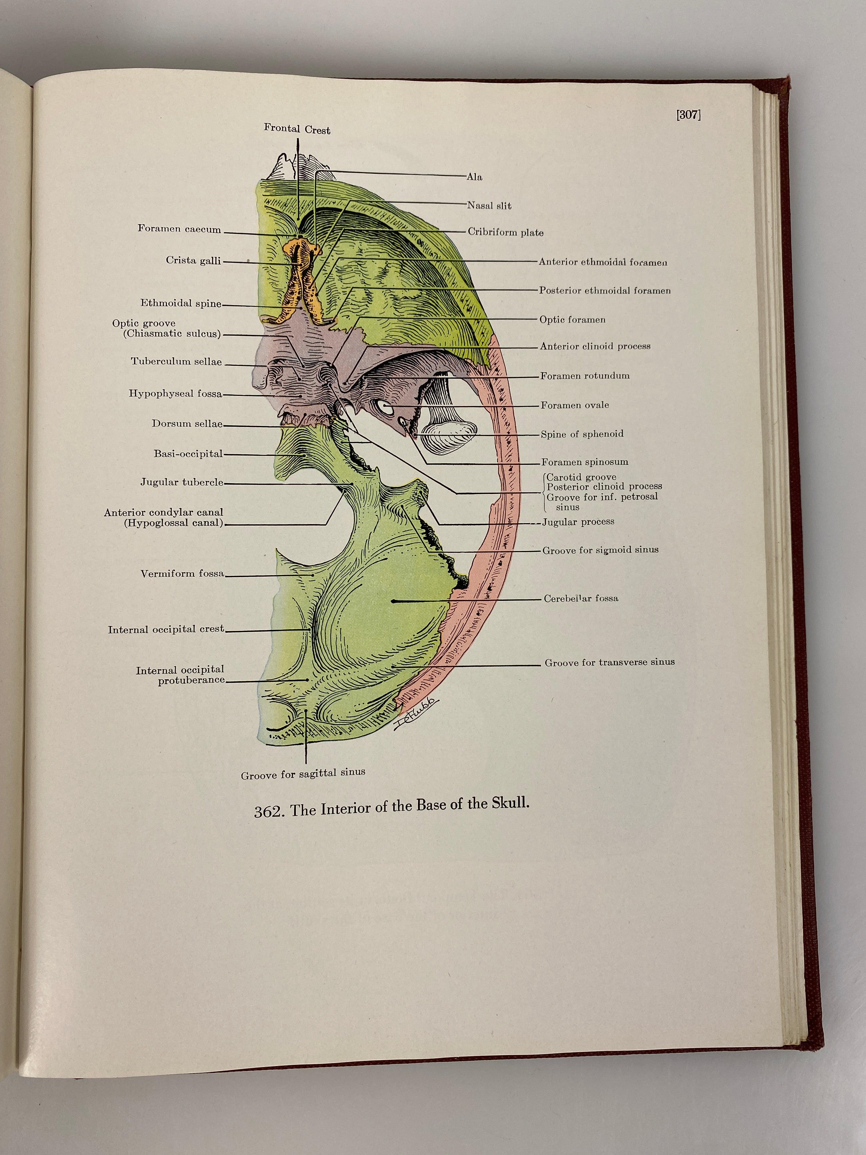 An Atlas of Anatomy JC Boileau Grant 1943 HC