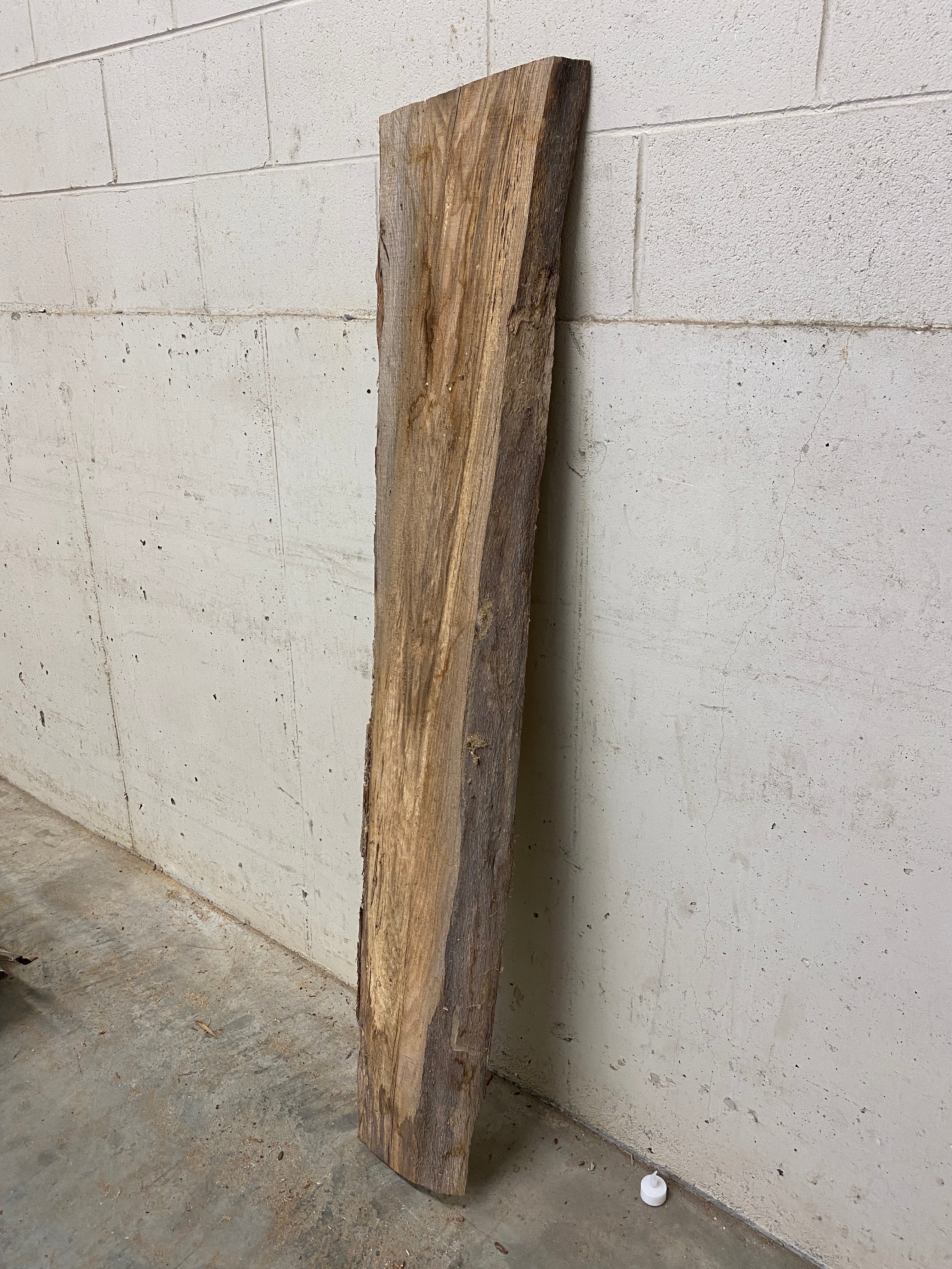 MSU Shadows Unknown Species Slab Wood #25