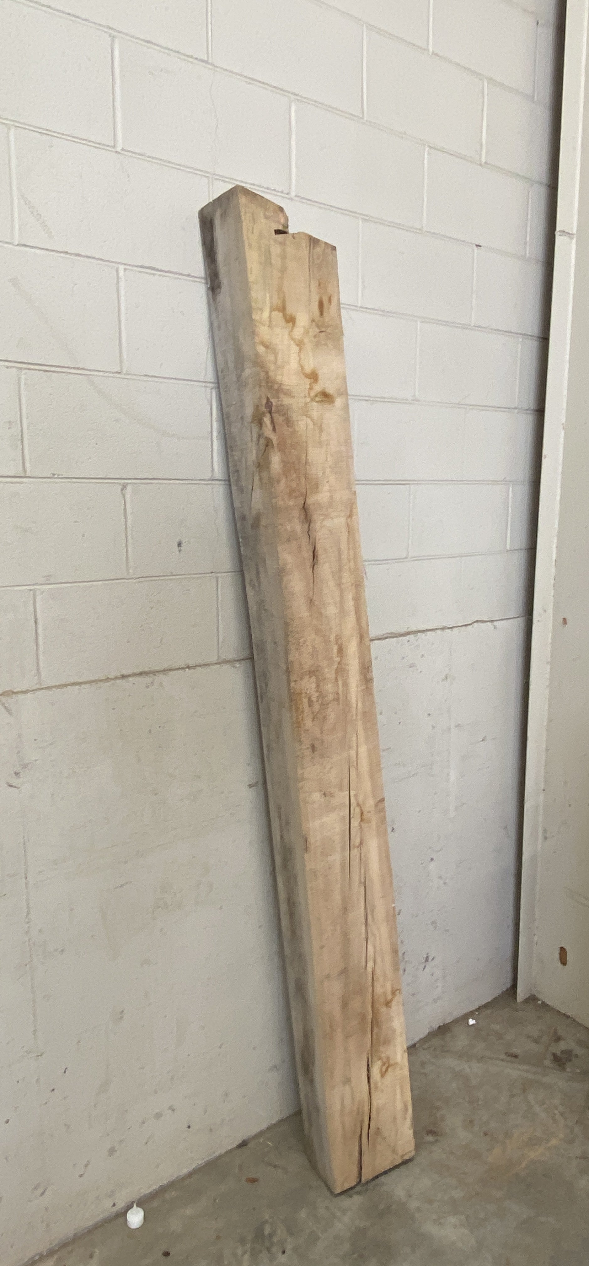 MSU Shadows Unknown Species Slab Wood #30