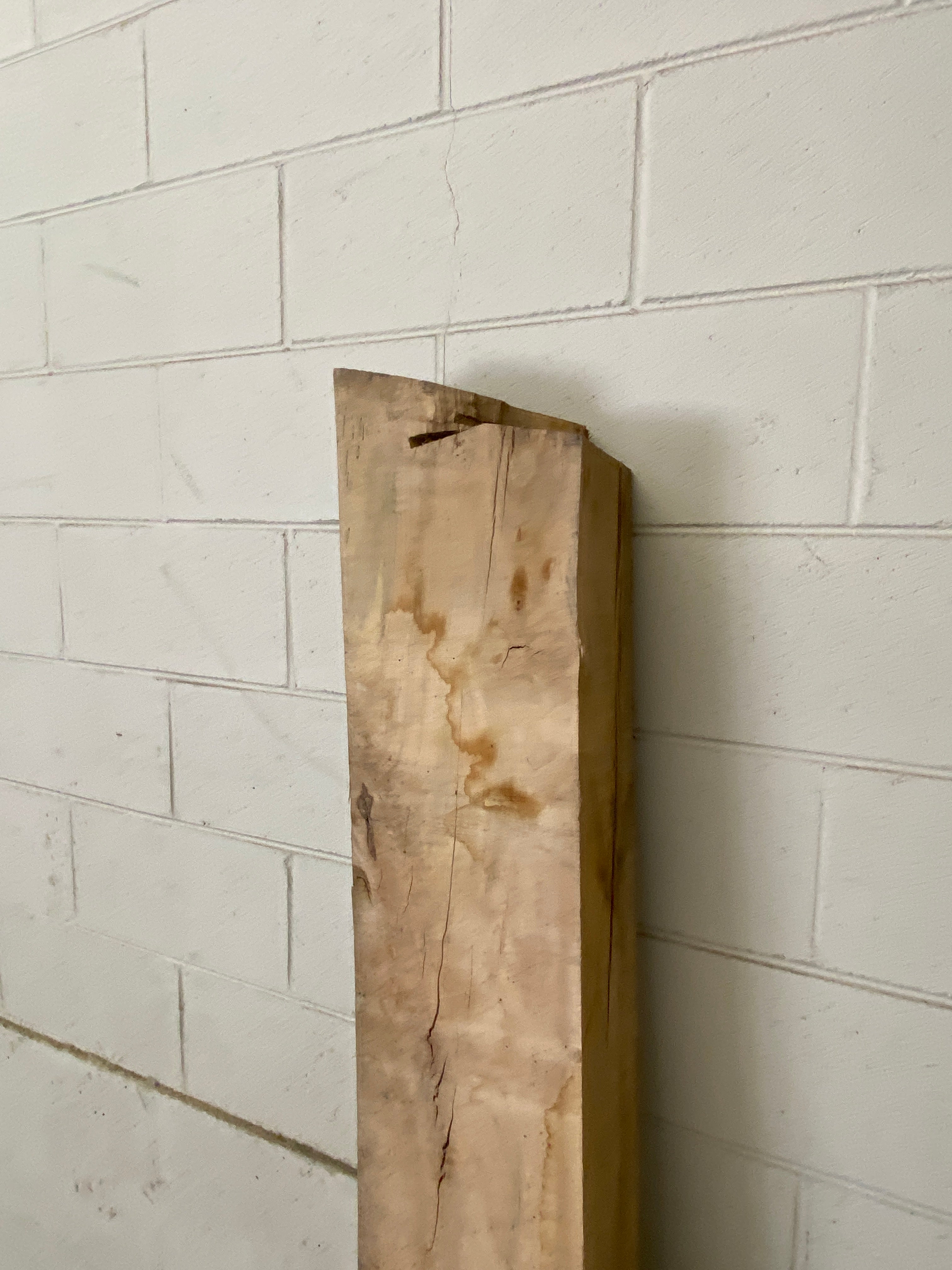 MSU Shadows Unknown Species Slab Wood #30