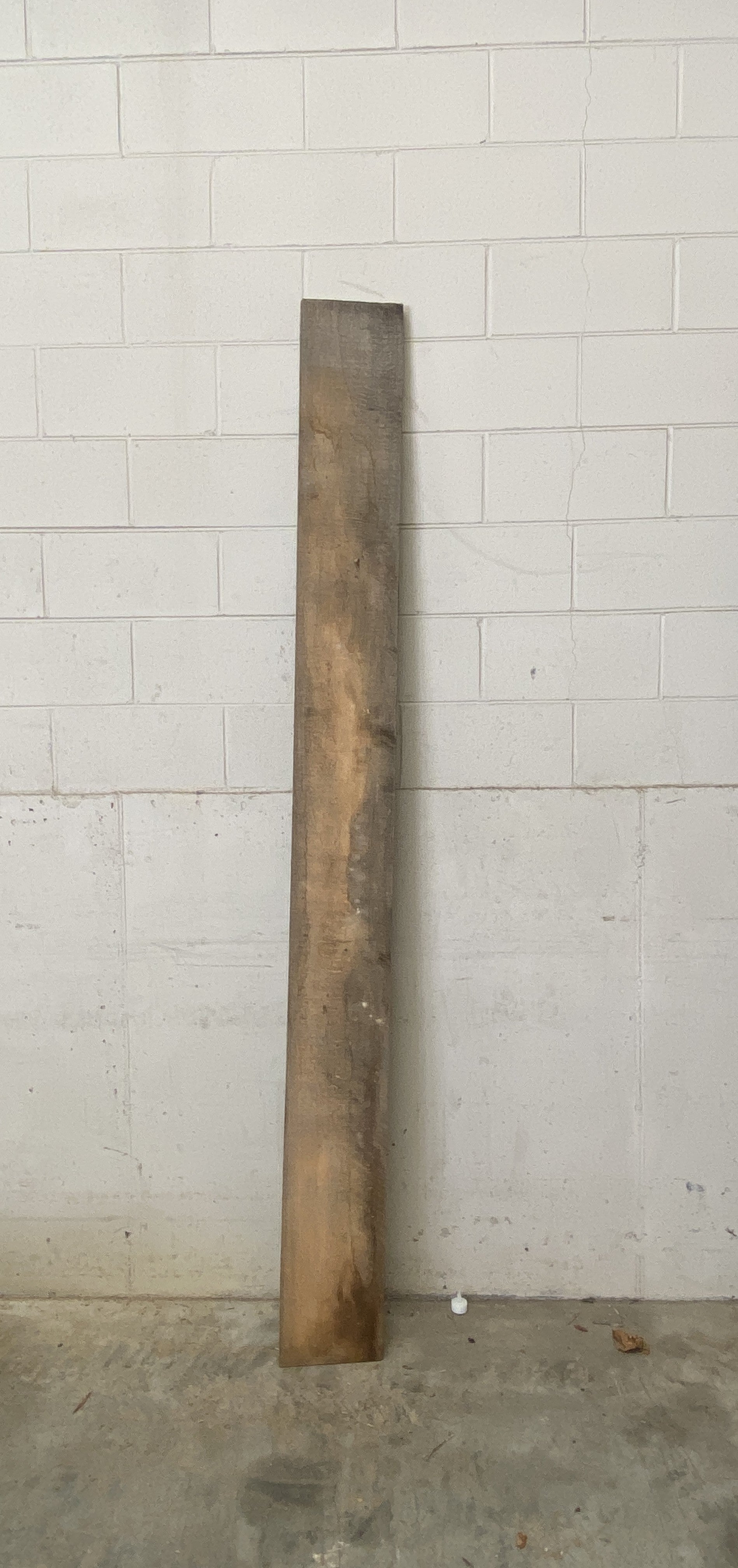 MSU Shadows Unknown Species Slab Wood #33